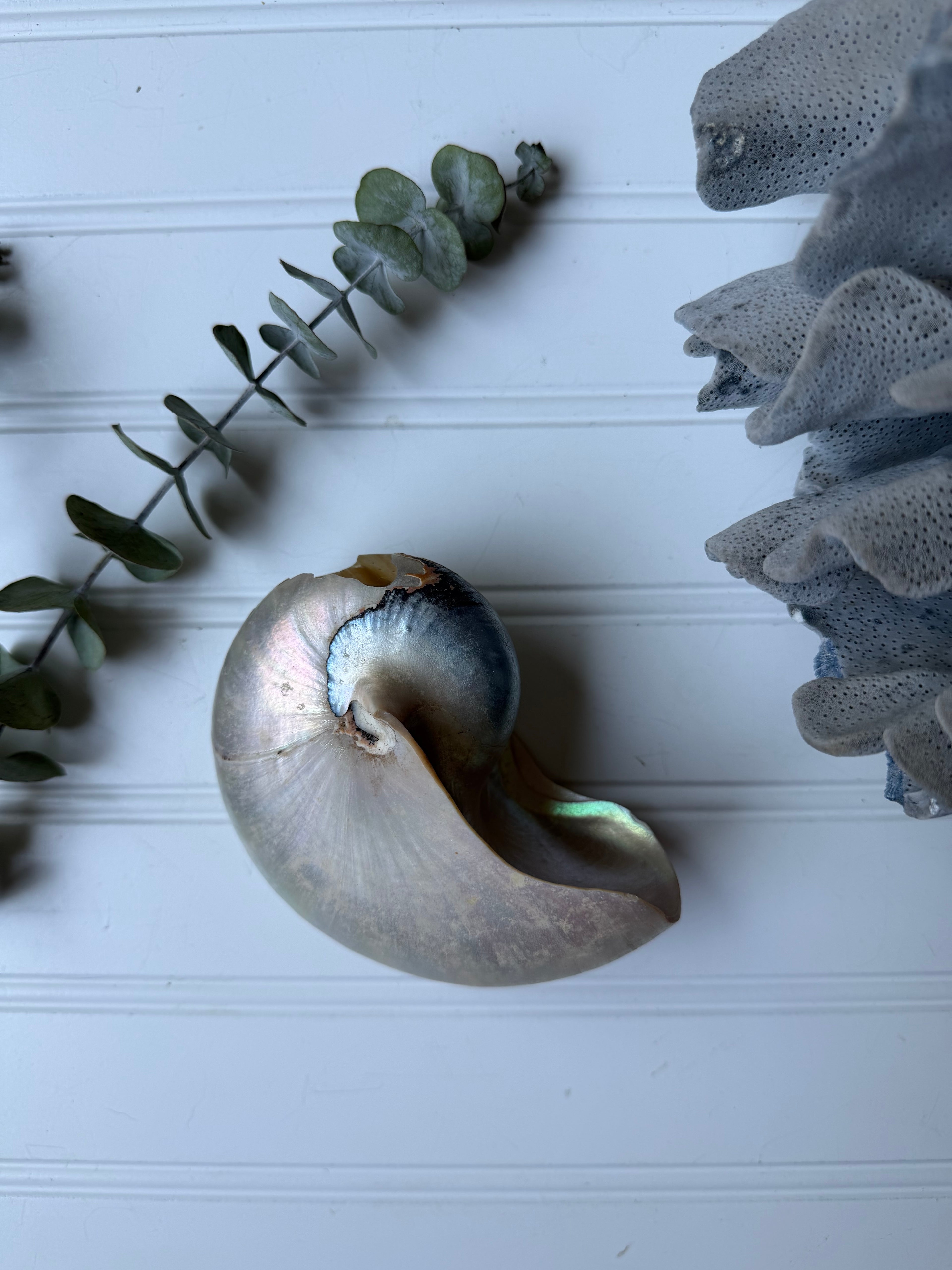Nautilus Shell
