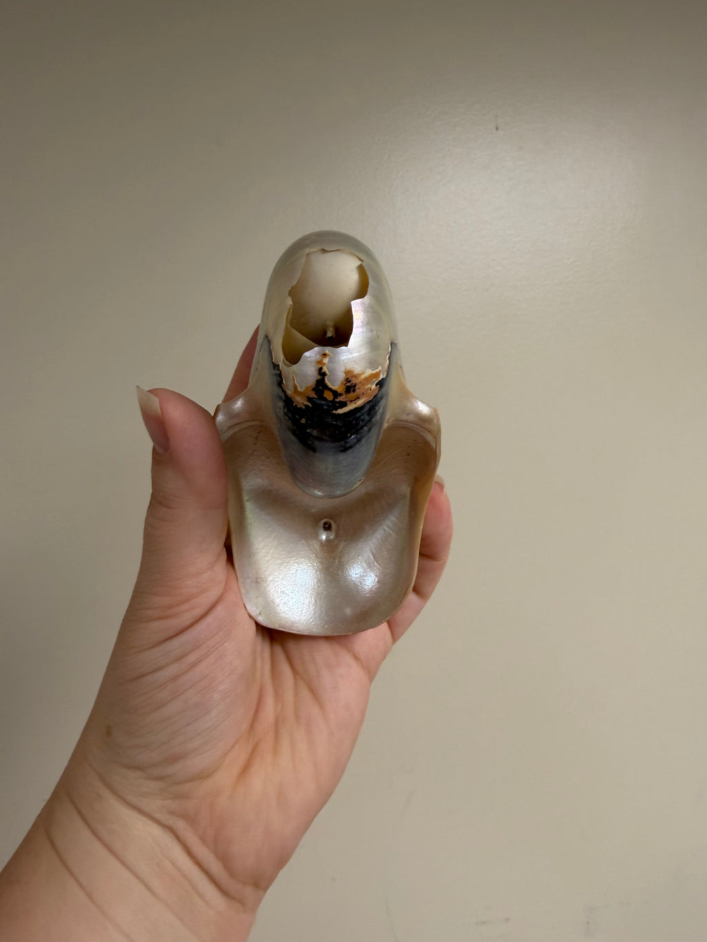 Nautilus Shell