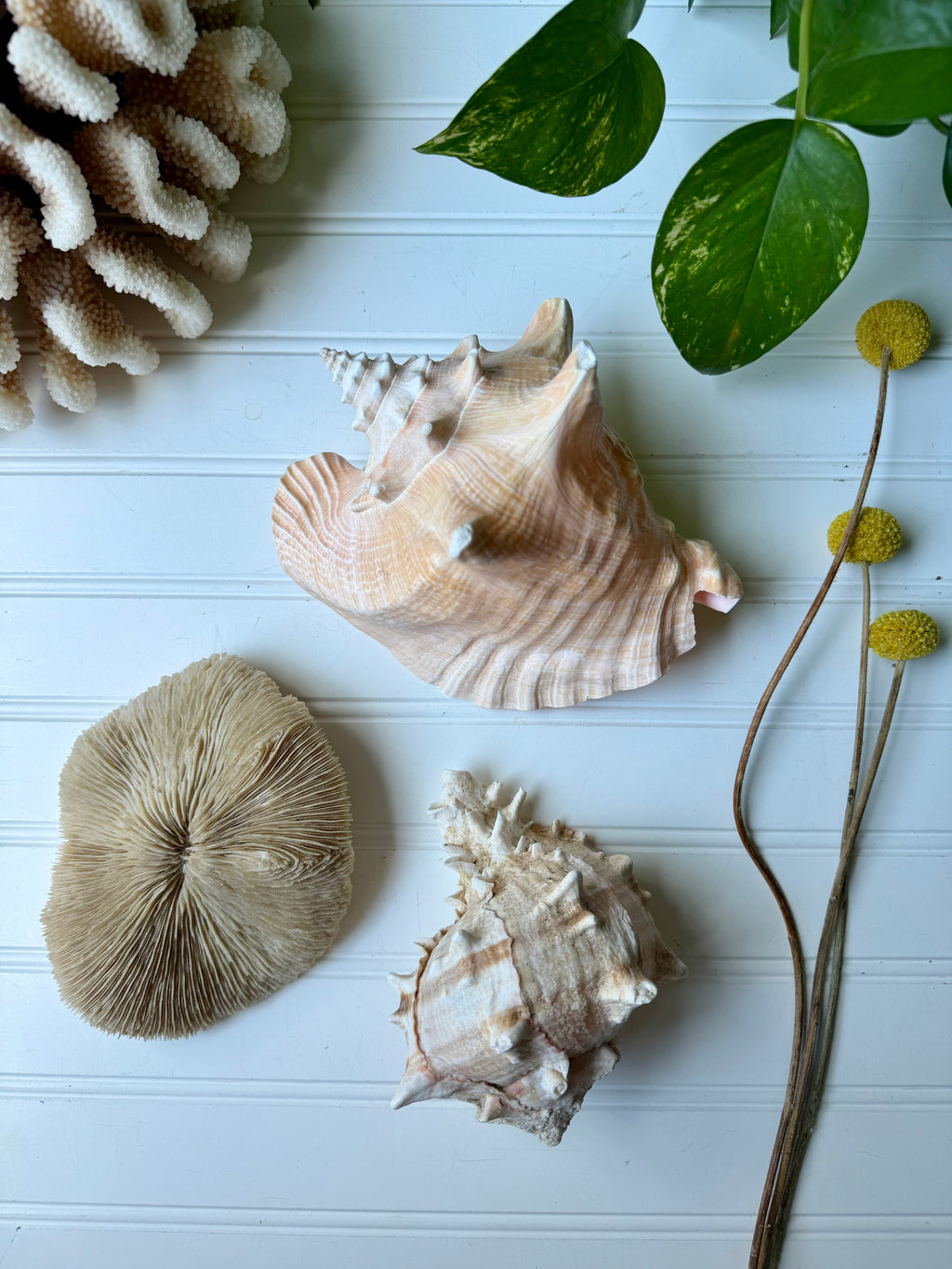 7.5 inch Queen Conch Shell