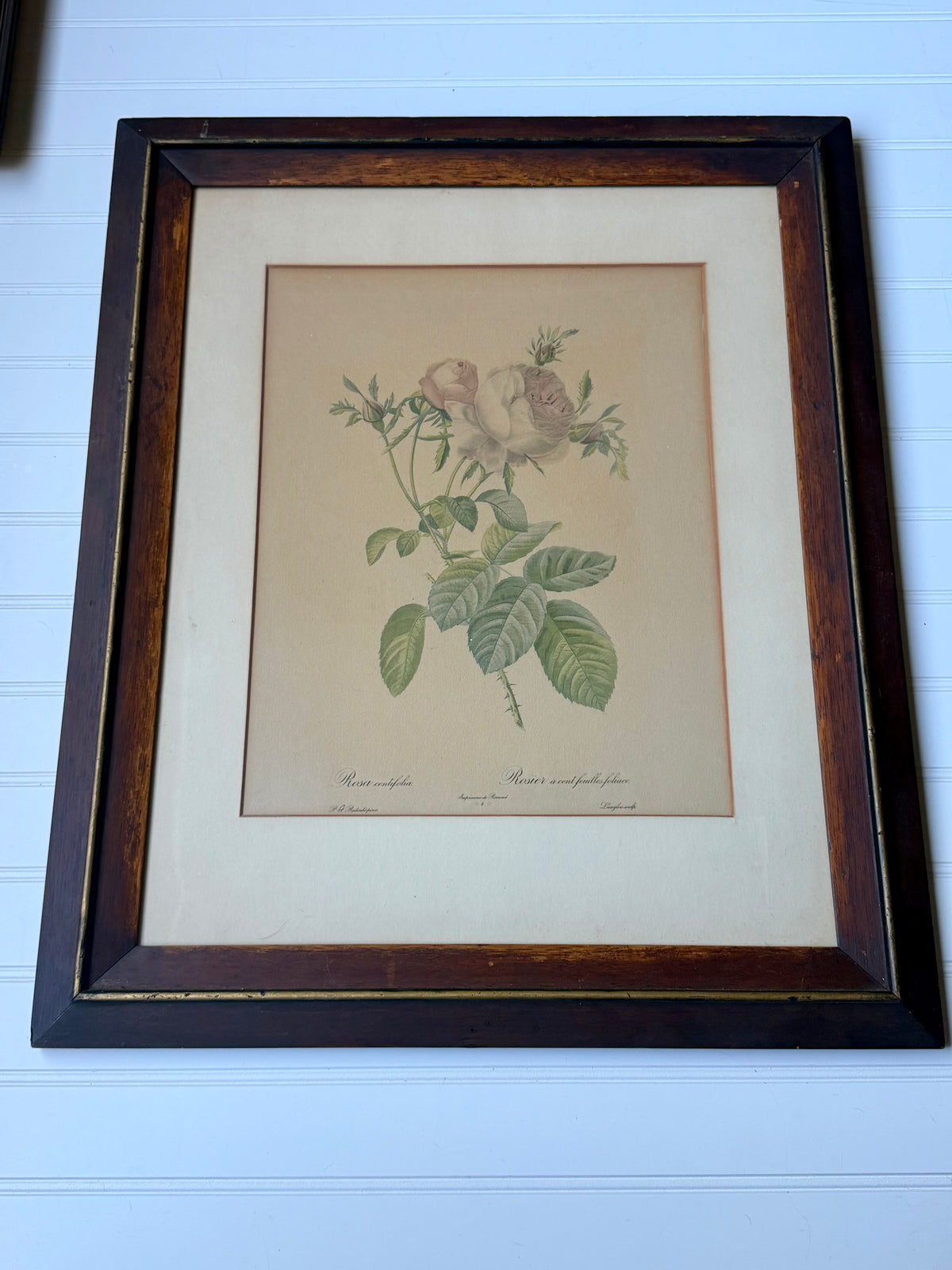 Rosa Centifolia Foliacea Lithograph by Pierre-Joseph Redouté in custom frame