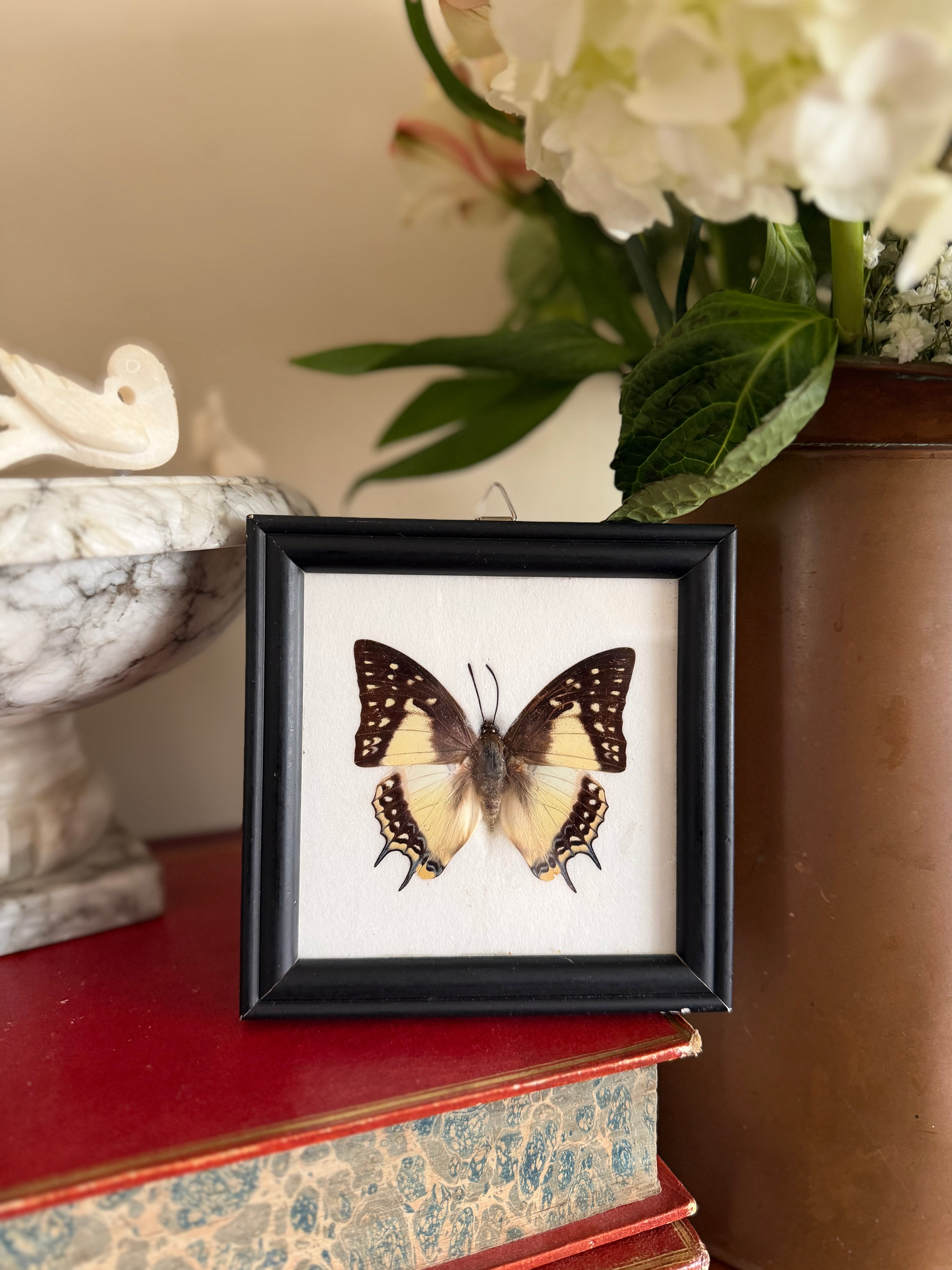 Framed Taxidermy Butterfly