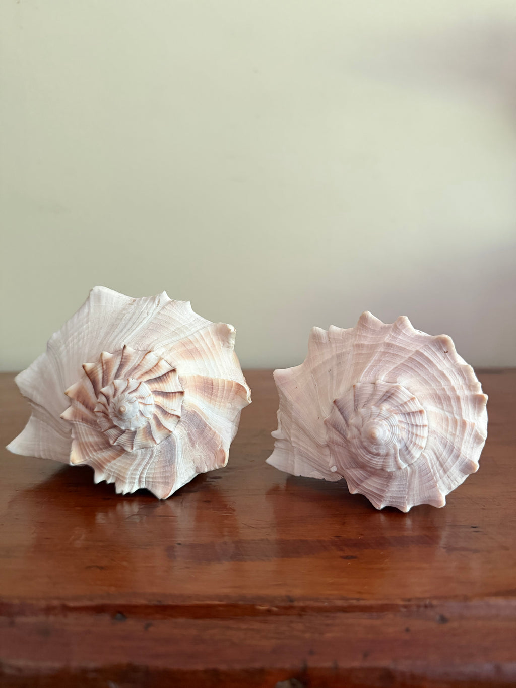 Set of 2 Lightning Whelk Shells
