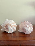Set of 2 Lightning Whelk Shells