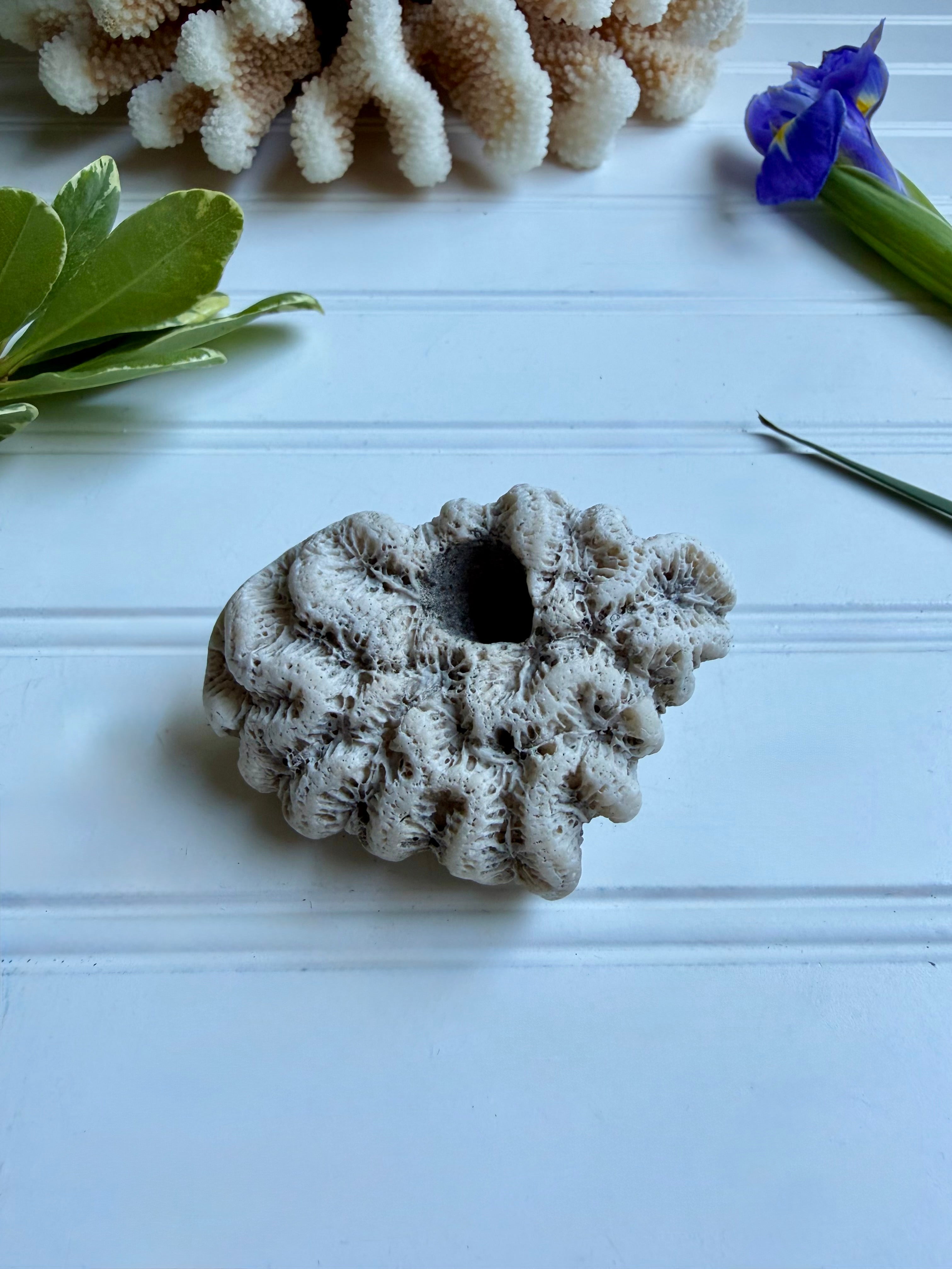 Small Brain Coral