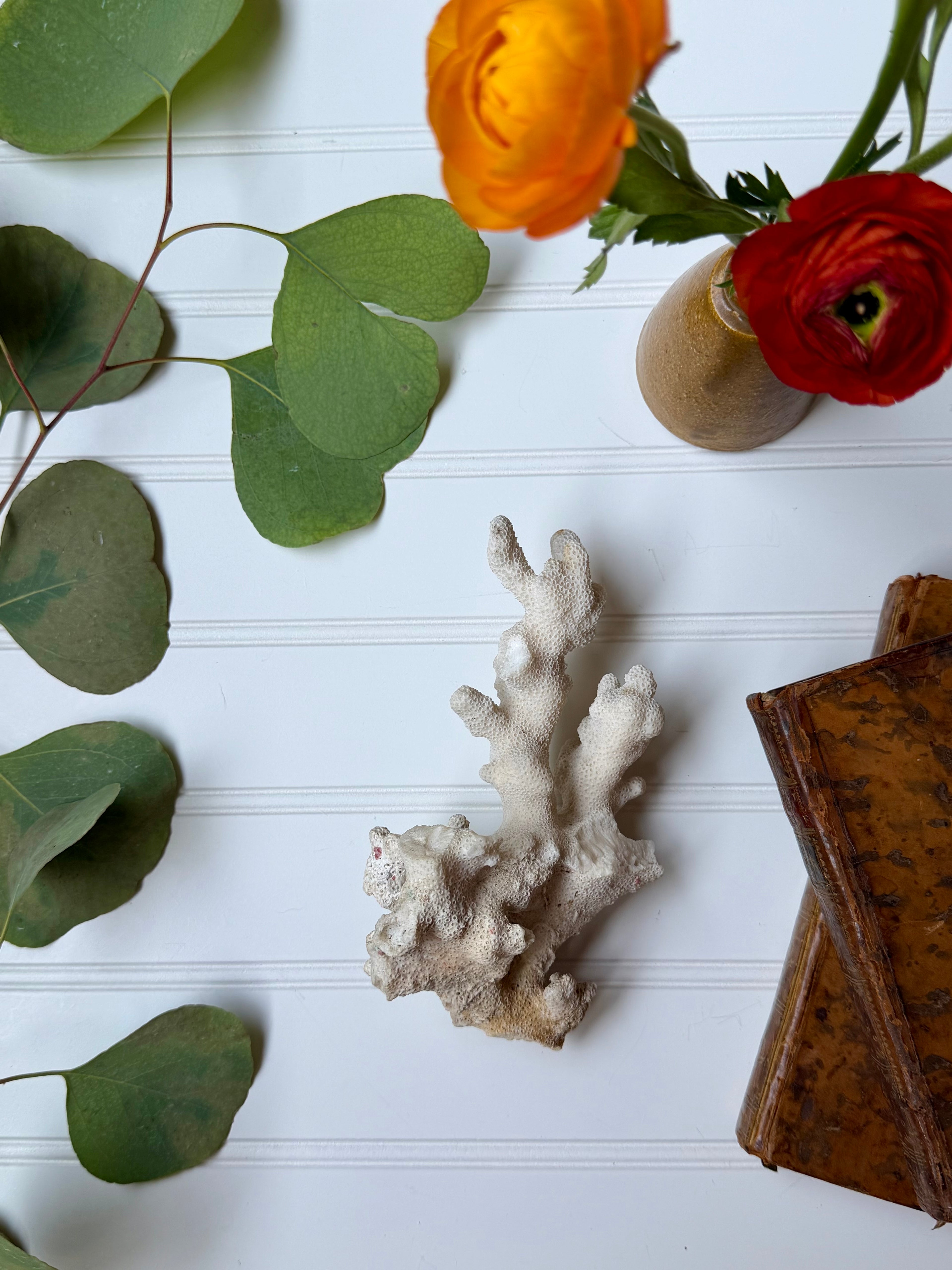 Piece of Coral