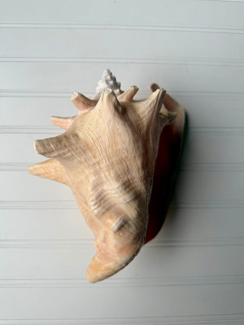 10.5 inch Queen Conch Shell