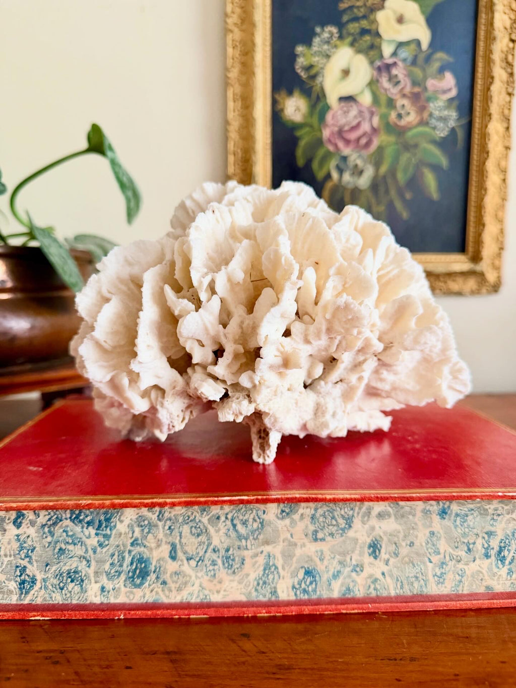 Coral Cluster
