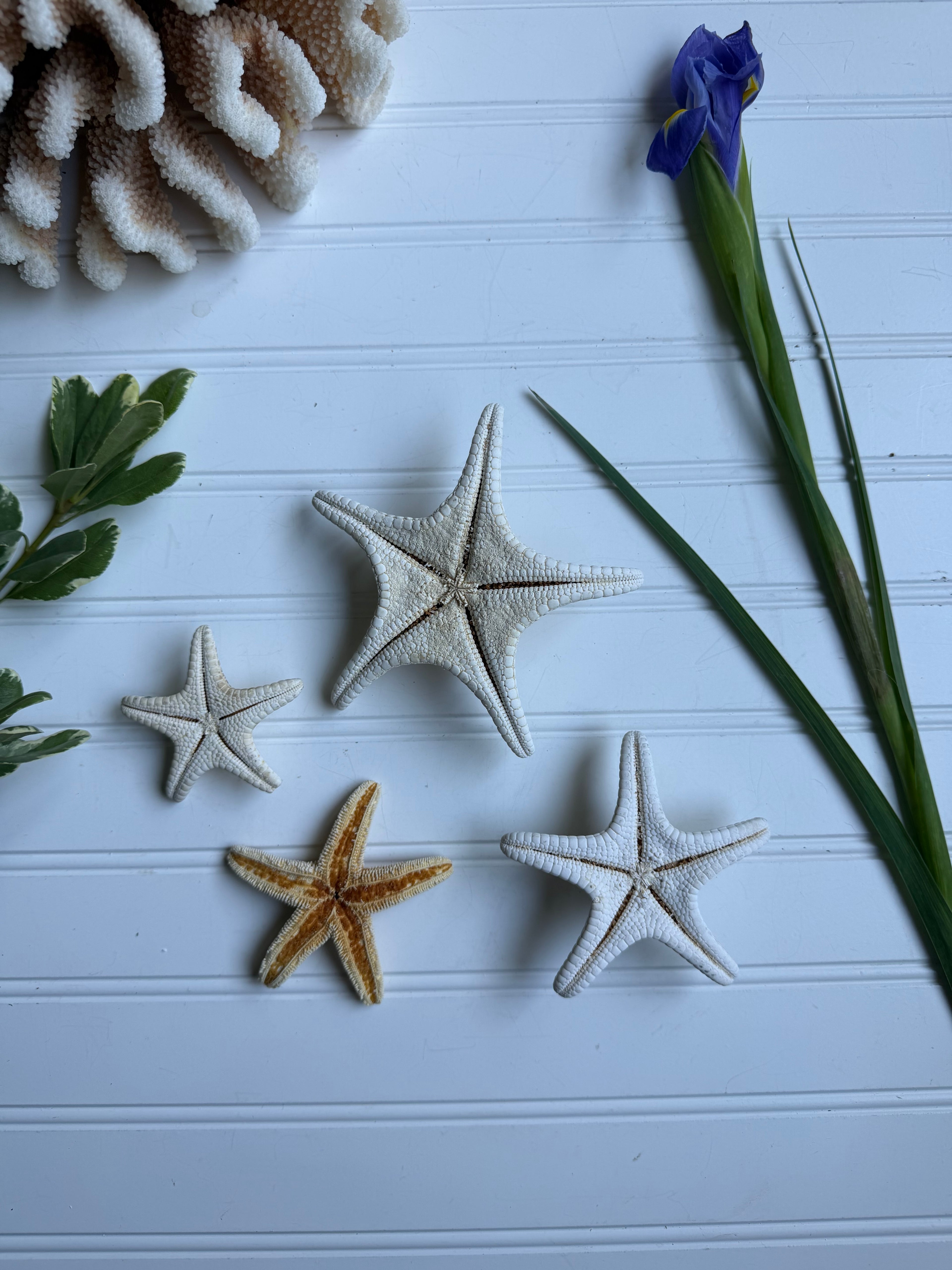 Set of 4 Starfish