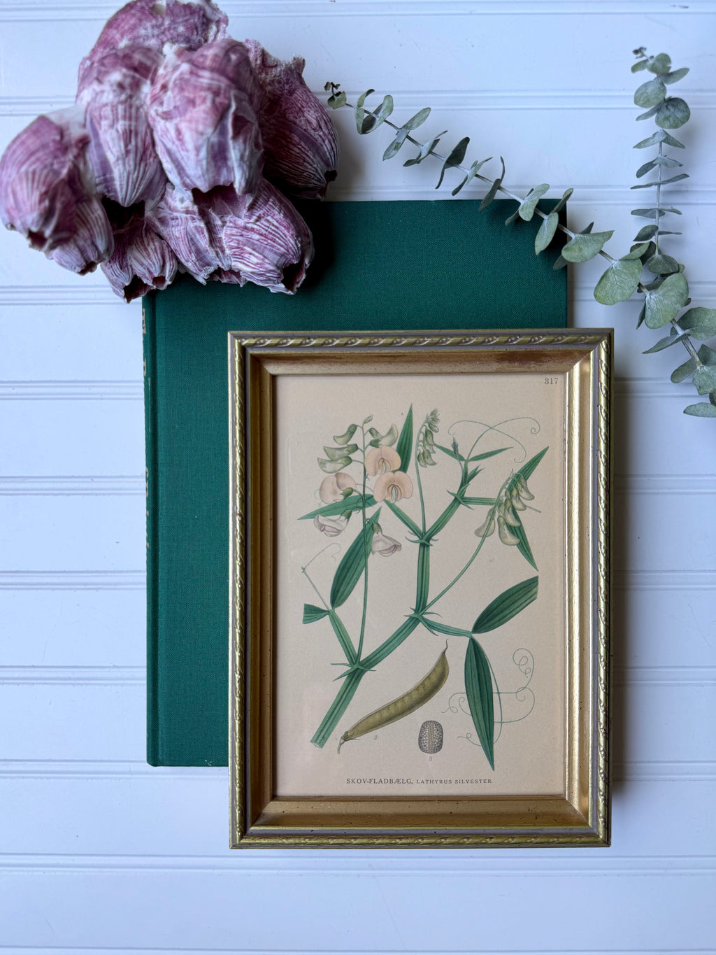 Antique Hand-Colored Botanical Lithograph (small) circa 1900