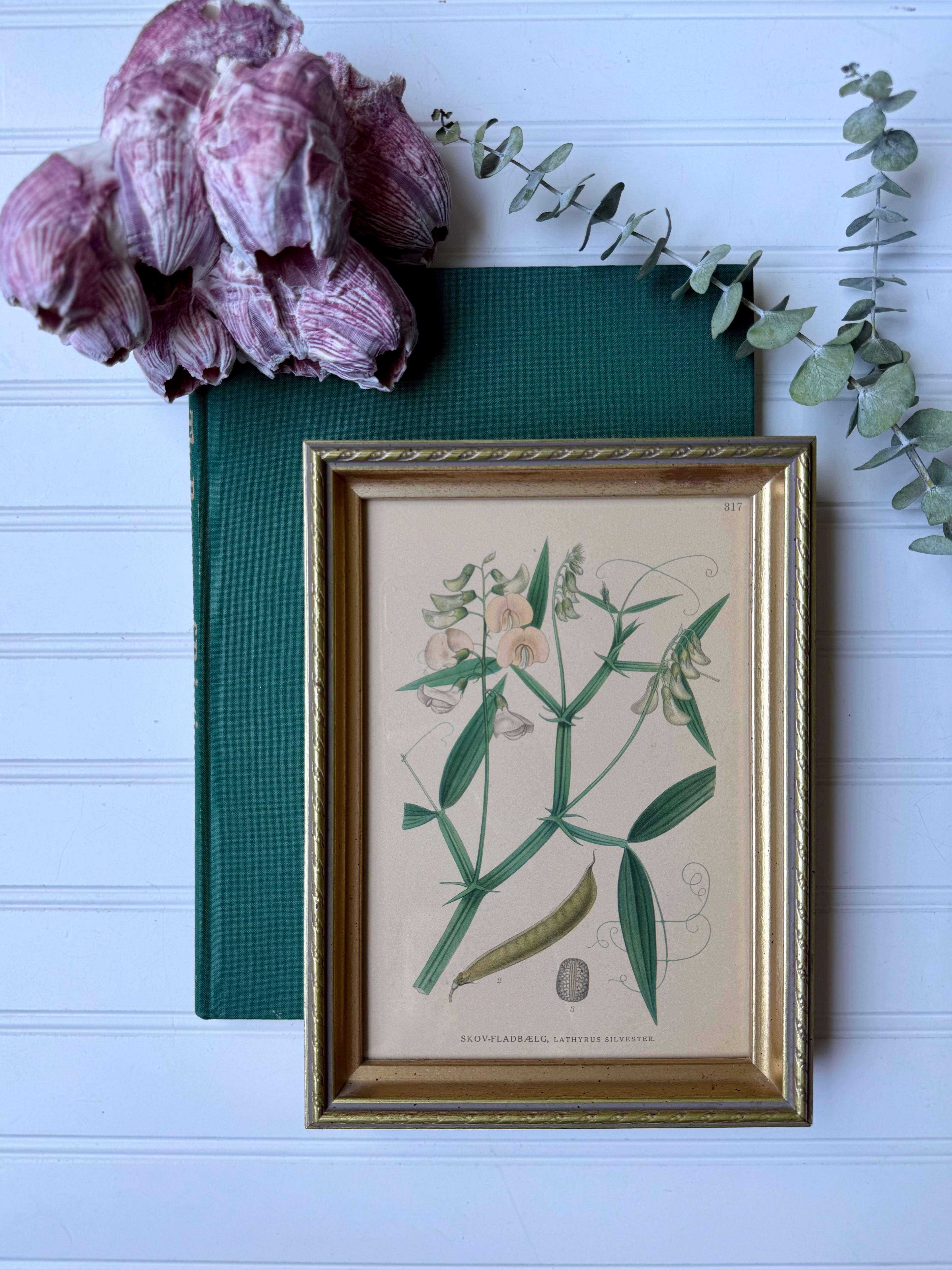 Antique Hand-Colored Botanical Lithograph (small) circa 1900