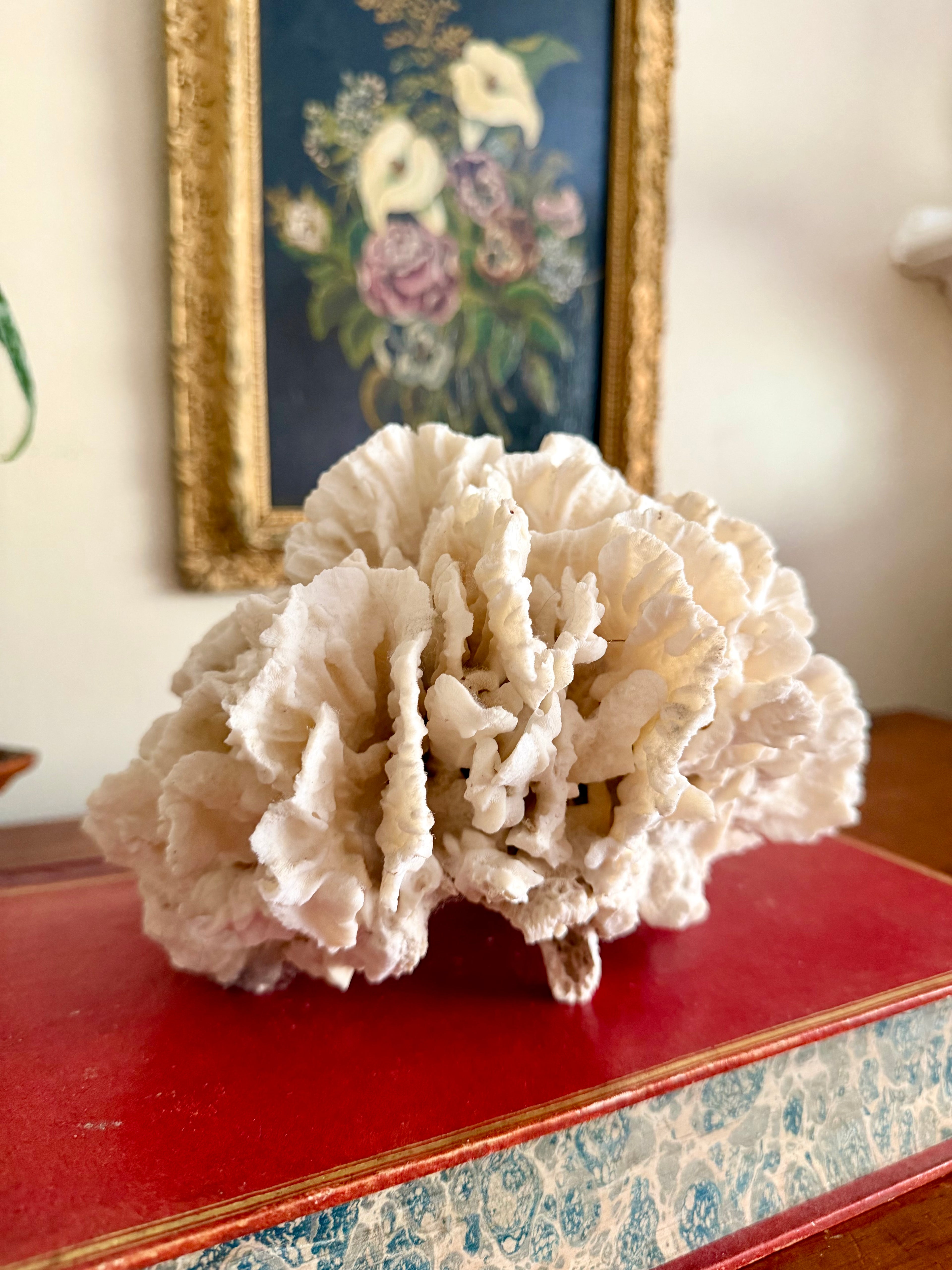 Coral Cluster