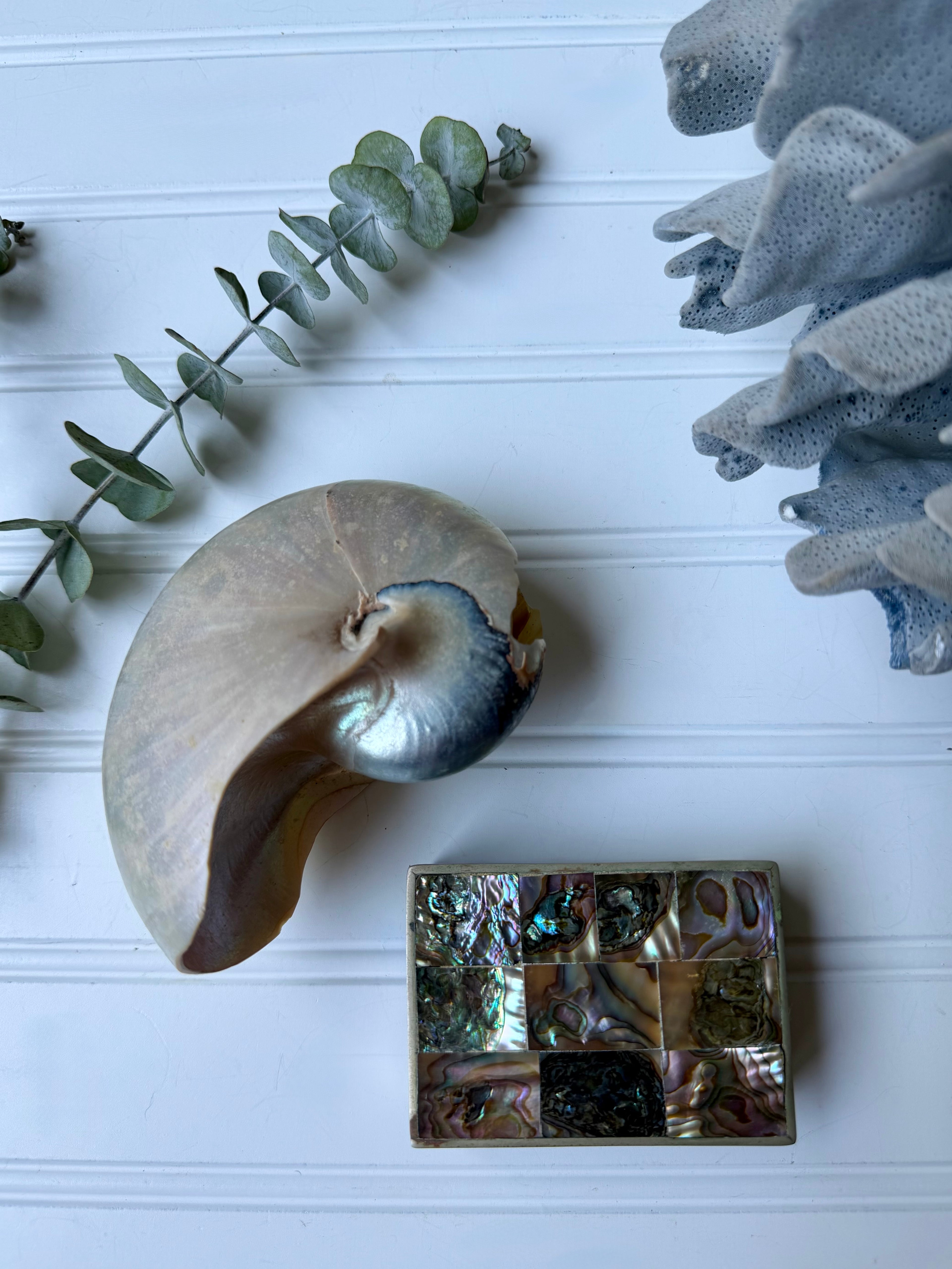 Nautilus Shell