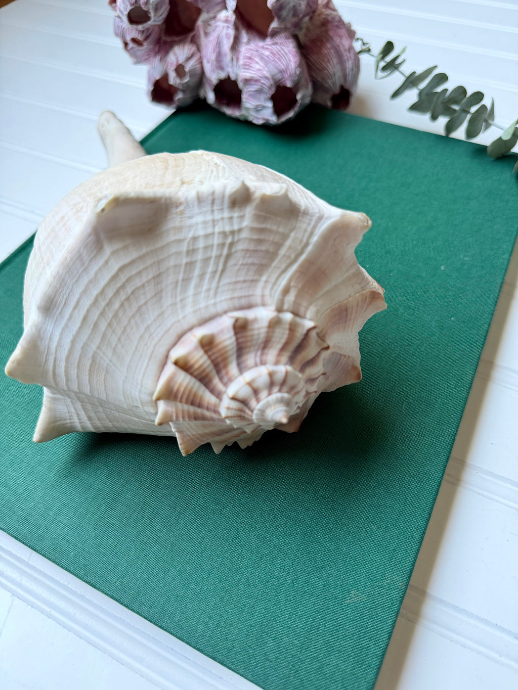 Set of 2 Lightning Whelk Shells