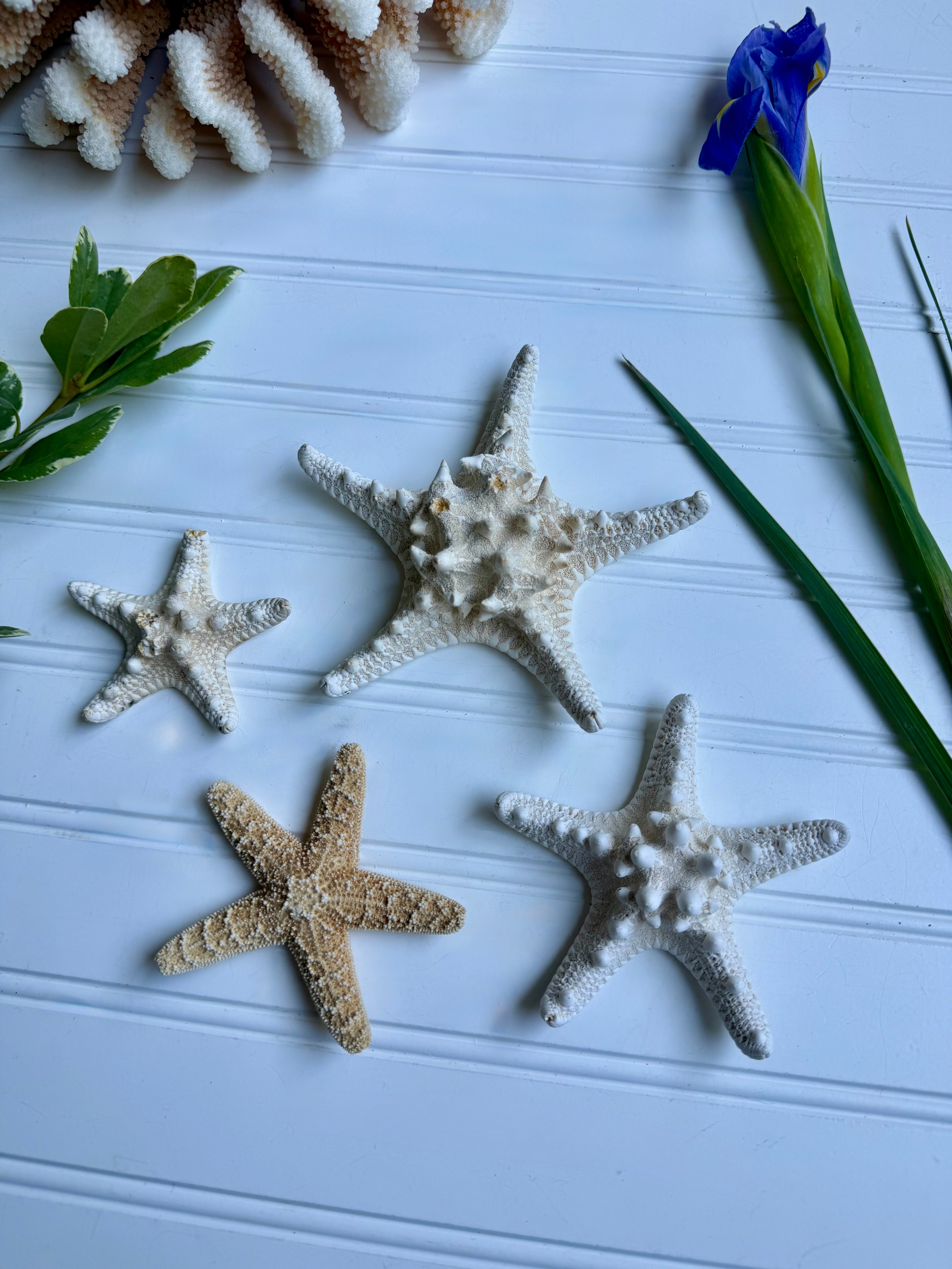 Set of 4 Starfish