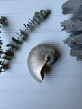 Nautilus Shell