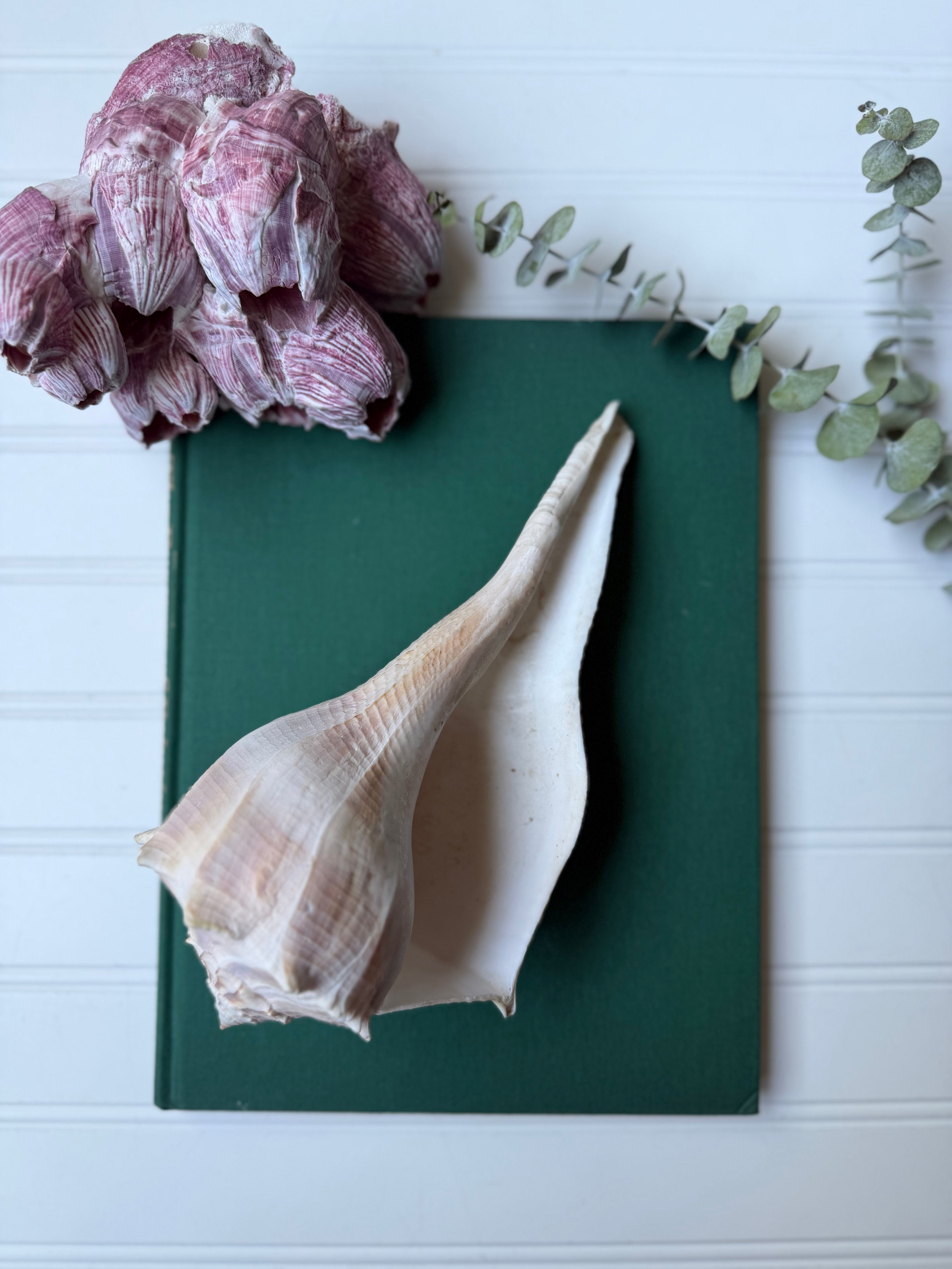 Set of 2 Lightning Whelk Shells
