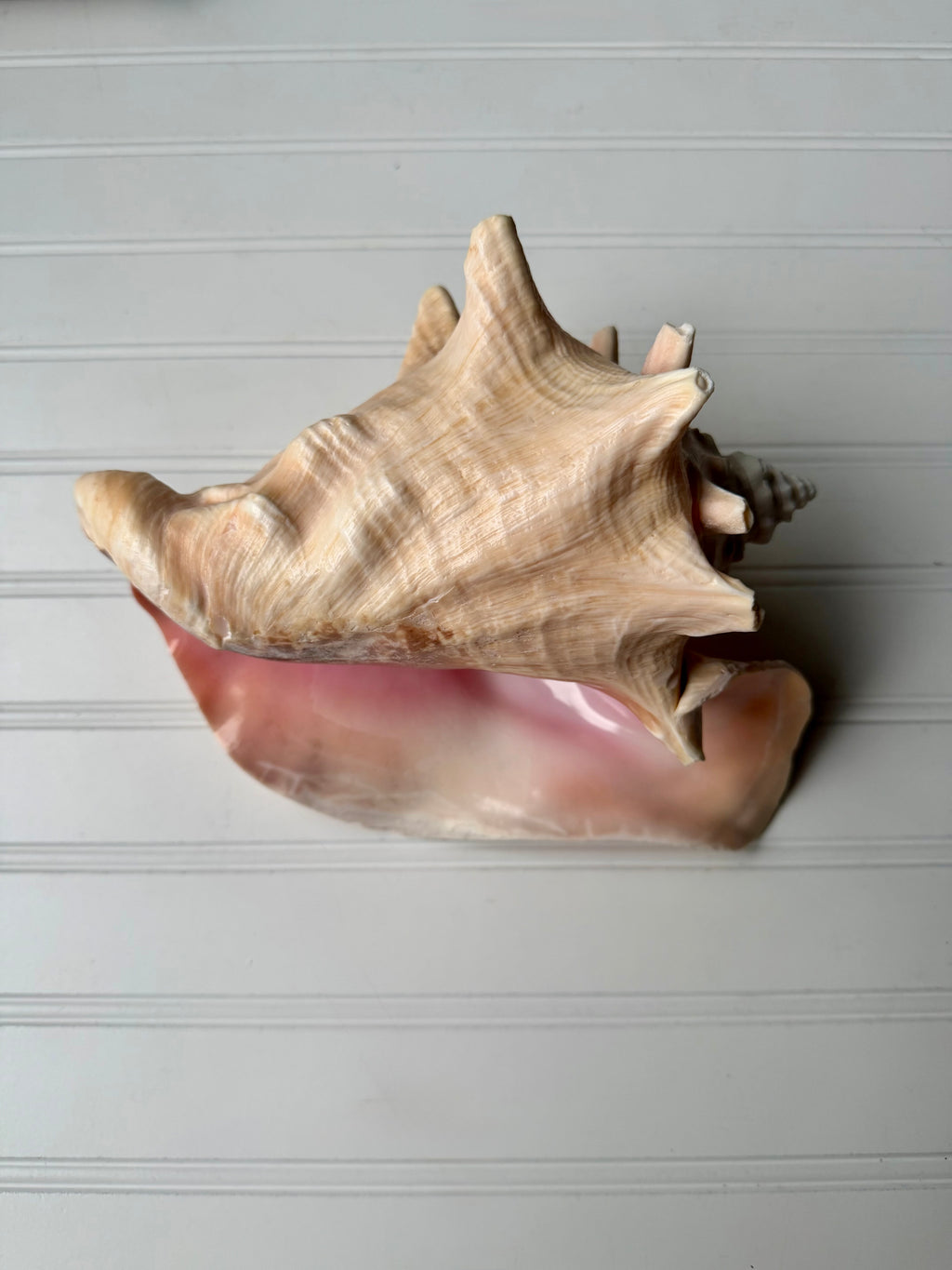 10.5 inch Queen Conch Shell