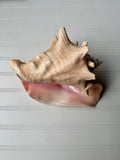 10.5 inch Queen Conch Shell