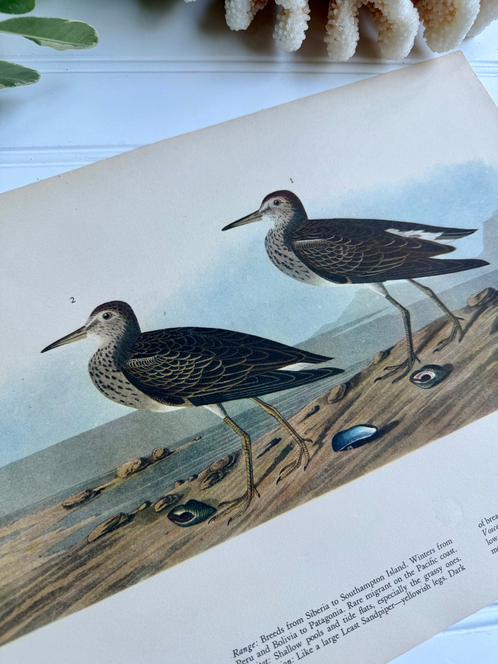 Audubon Print: Pectoral Sandpiper
