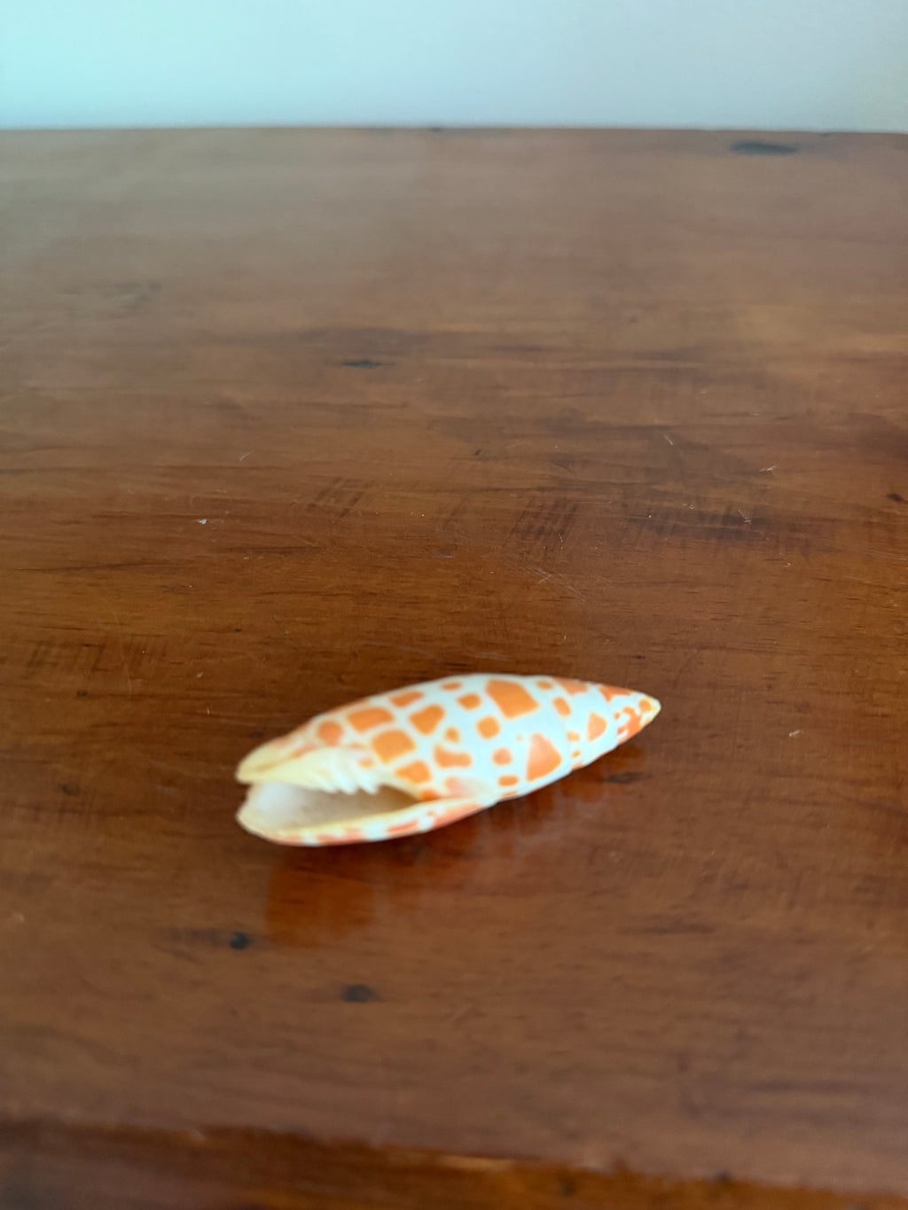 Shell Bundle (6 assorted)