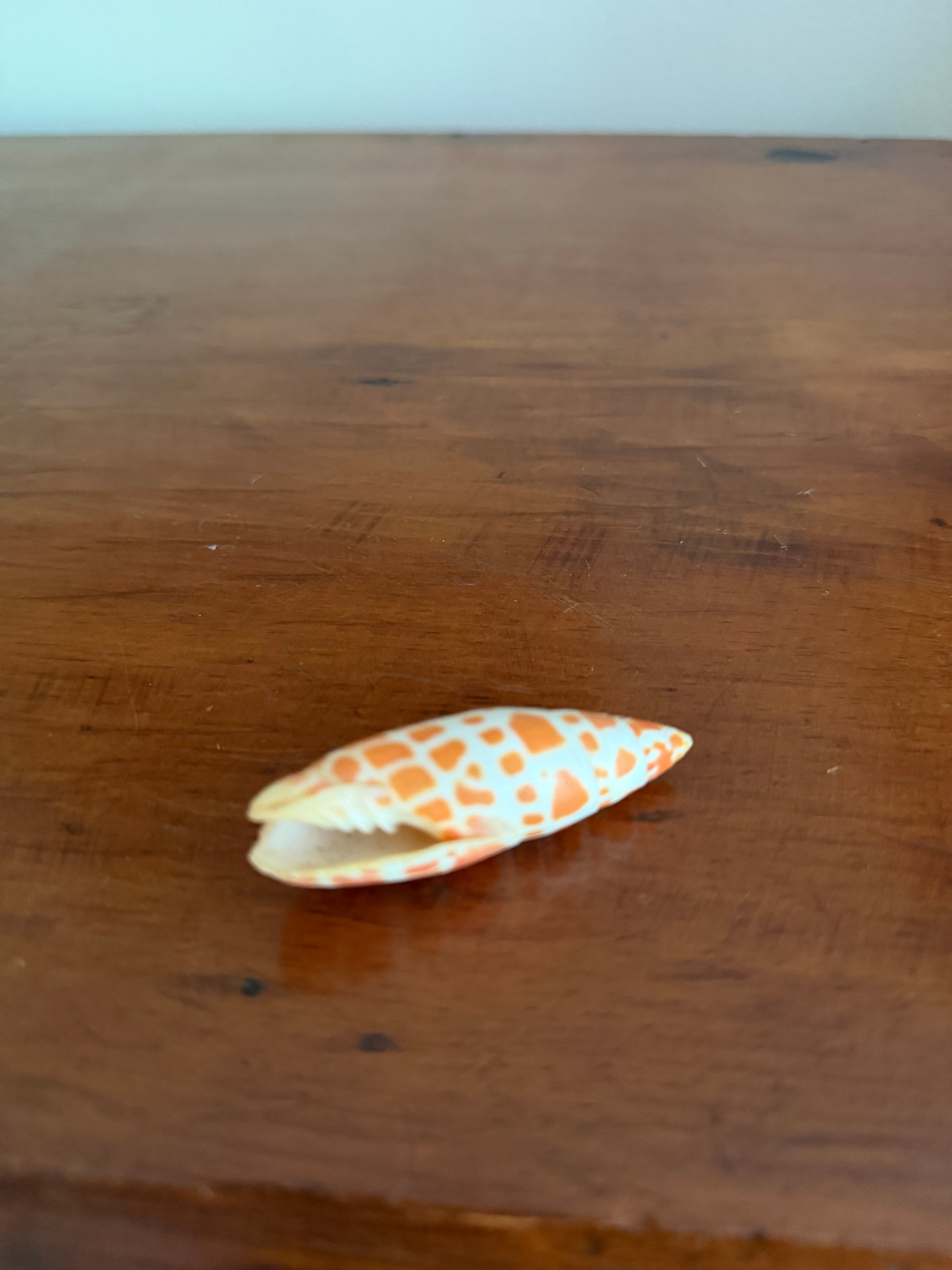 Shell Bundle (6 assorted)