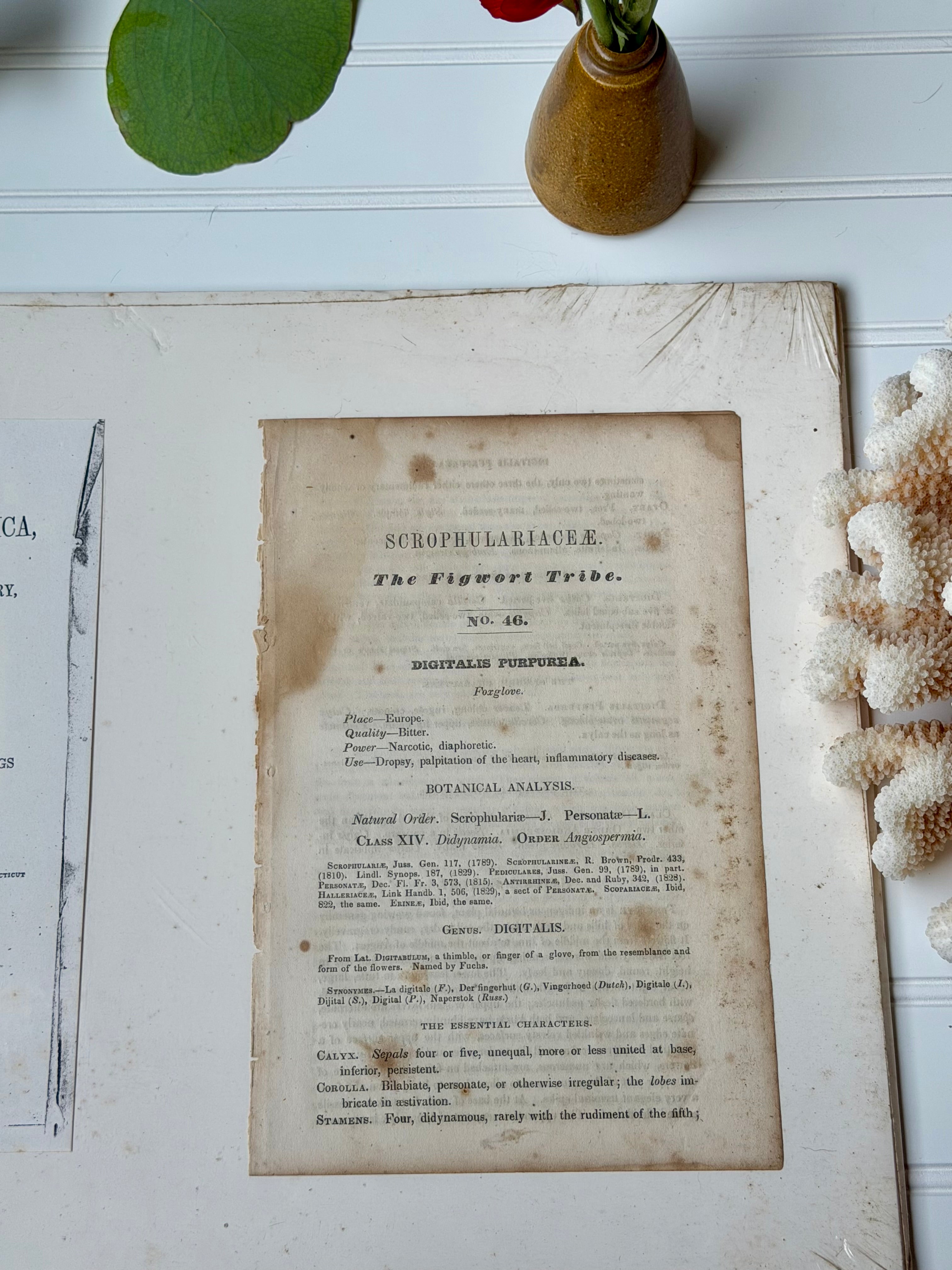 Antique Matted Floral Engraving