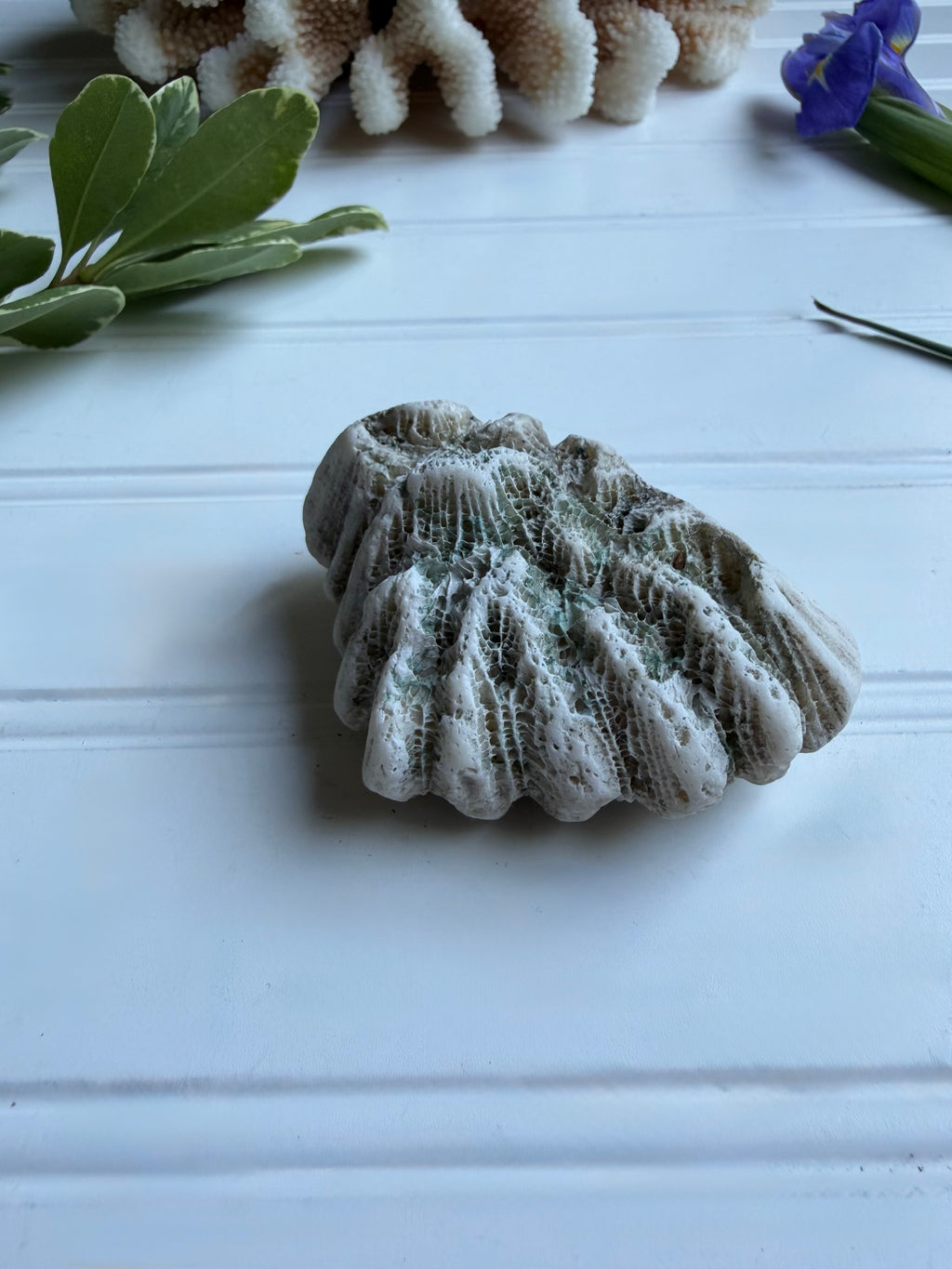Small Brain Coral