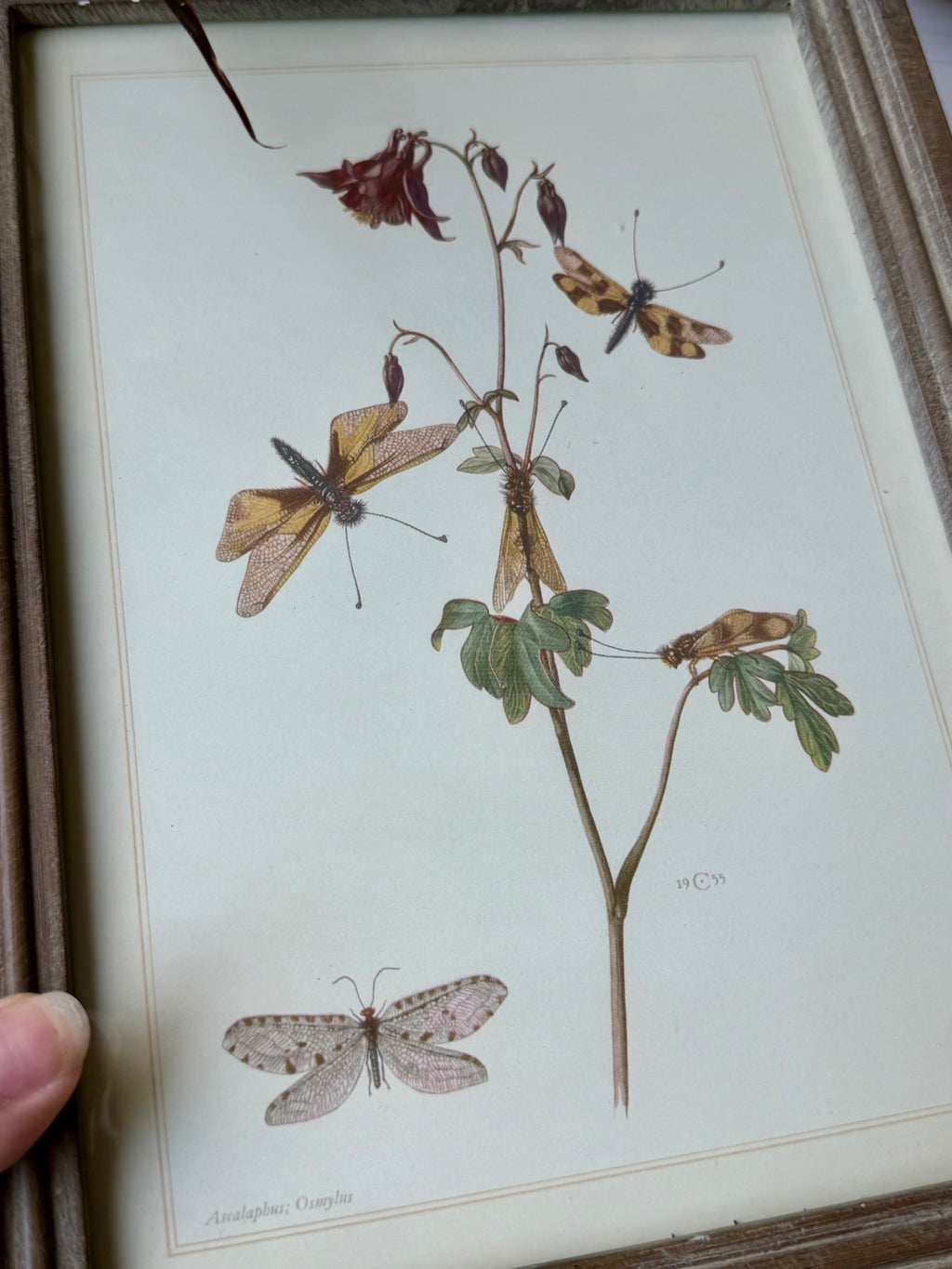 Vintage Framed Owlfly Print