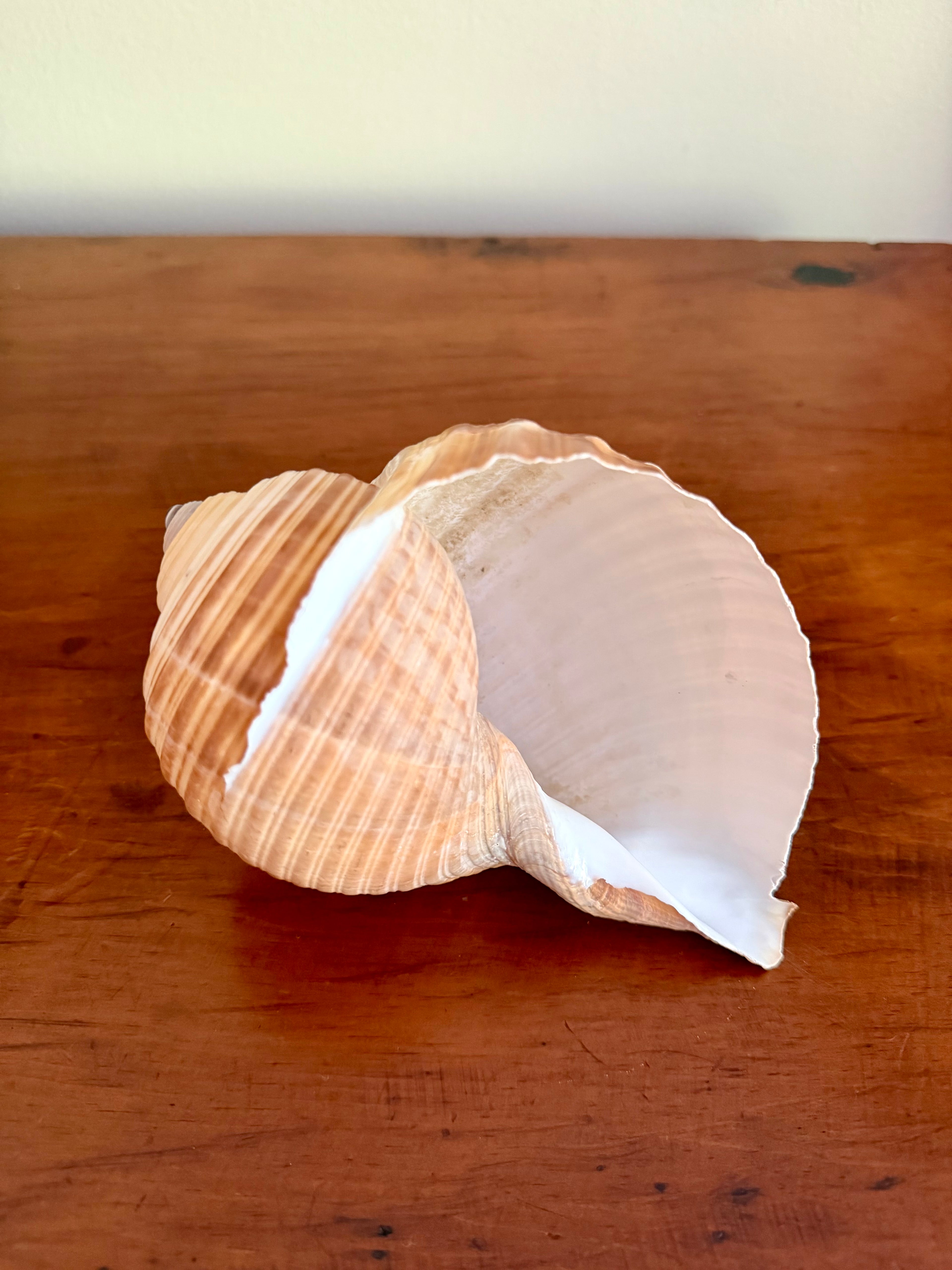 Natural Giant Tun Shell, Tonna Galea