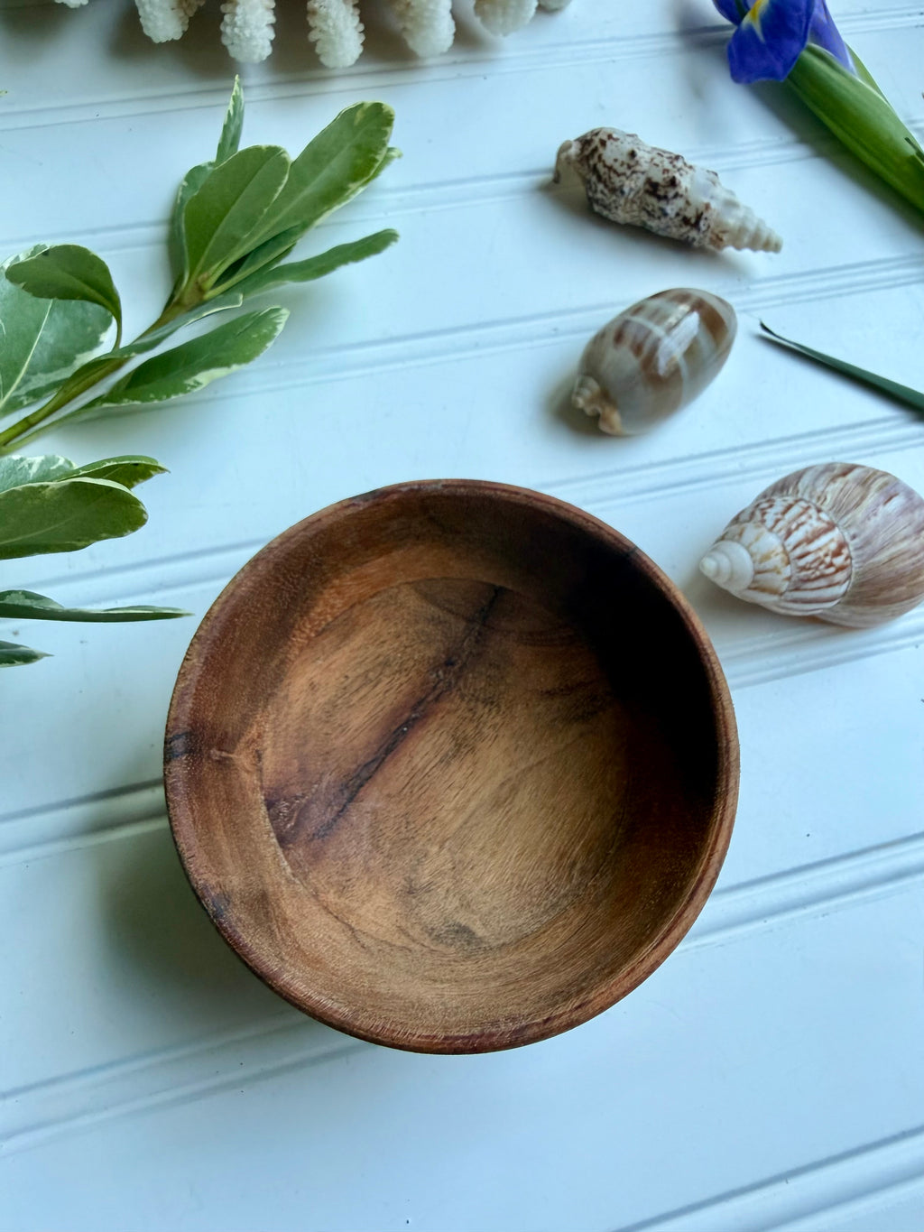 Small Wooden Bowl of Shells 2