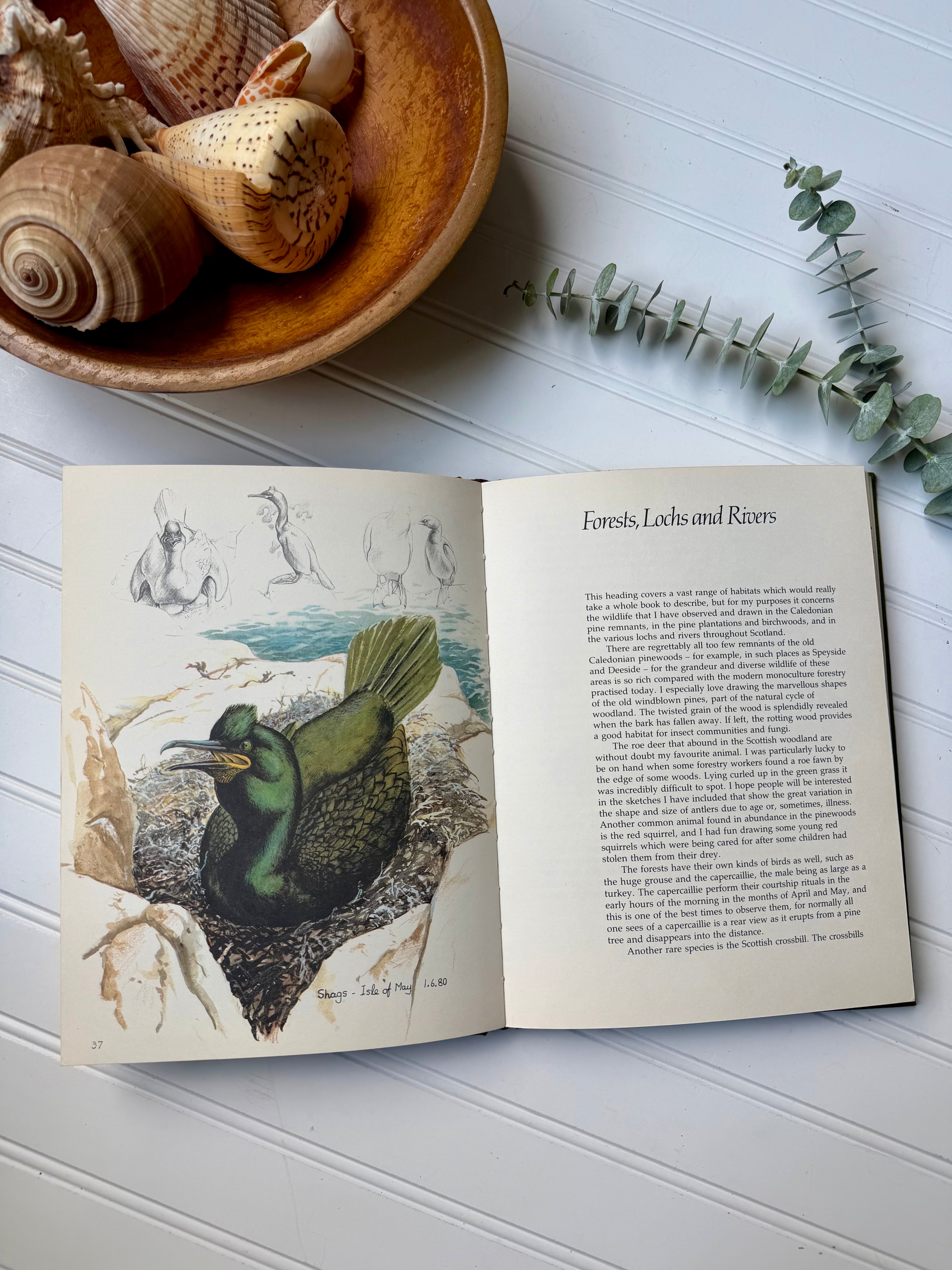 Vintage Book: Keith Brockie’s Wild Life Sketchbook (1981) First Edition