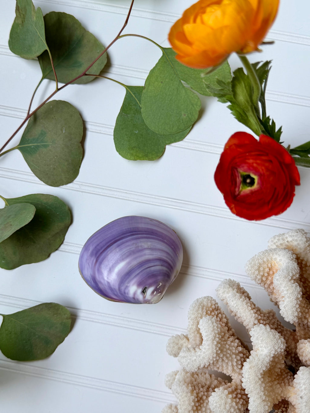 Purple Clam Shell