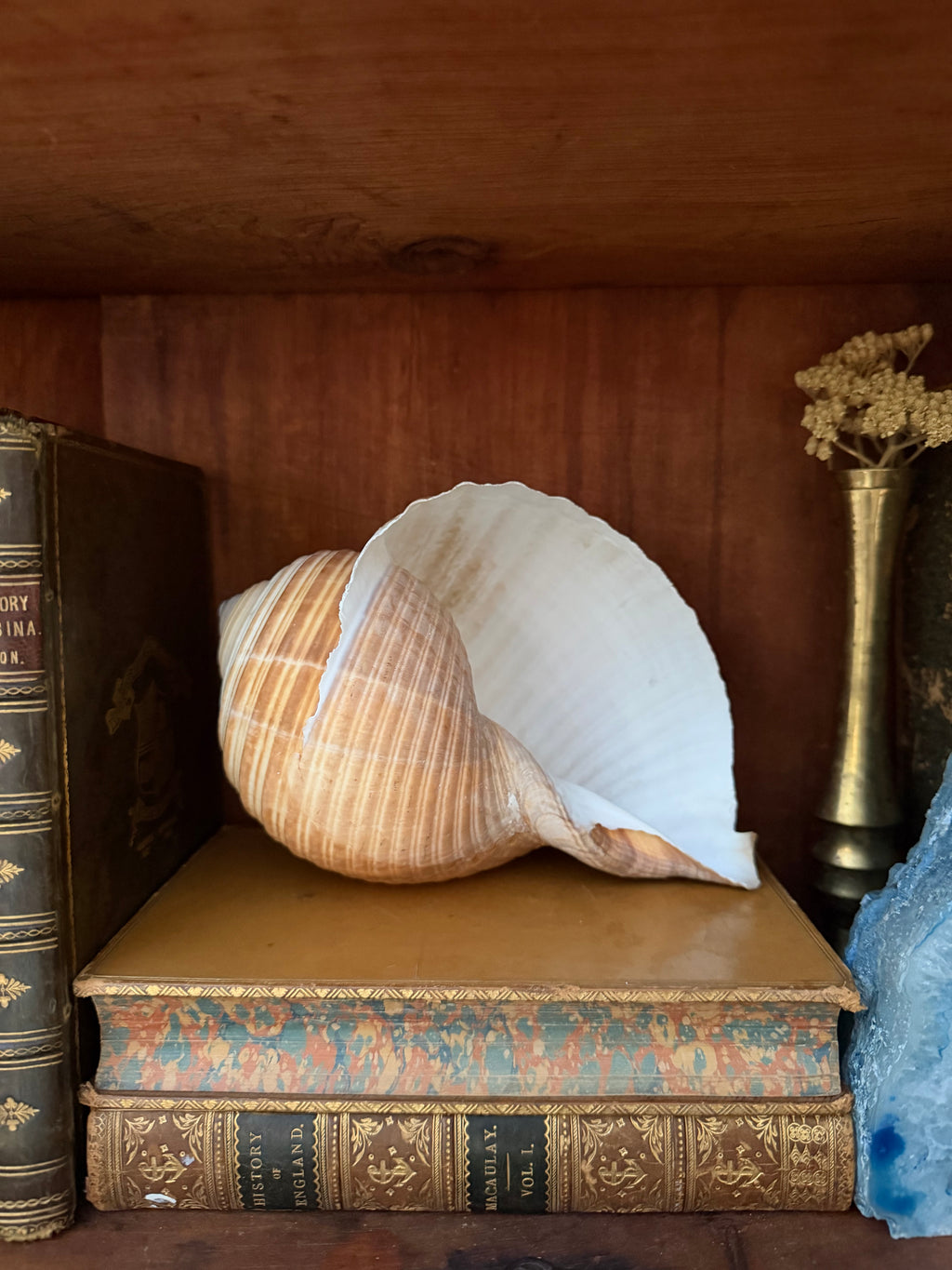 Natural Giant Tun Shell, Tonna Galea