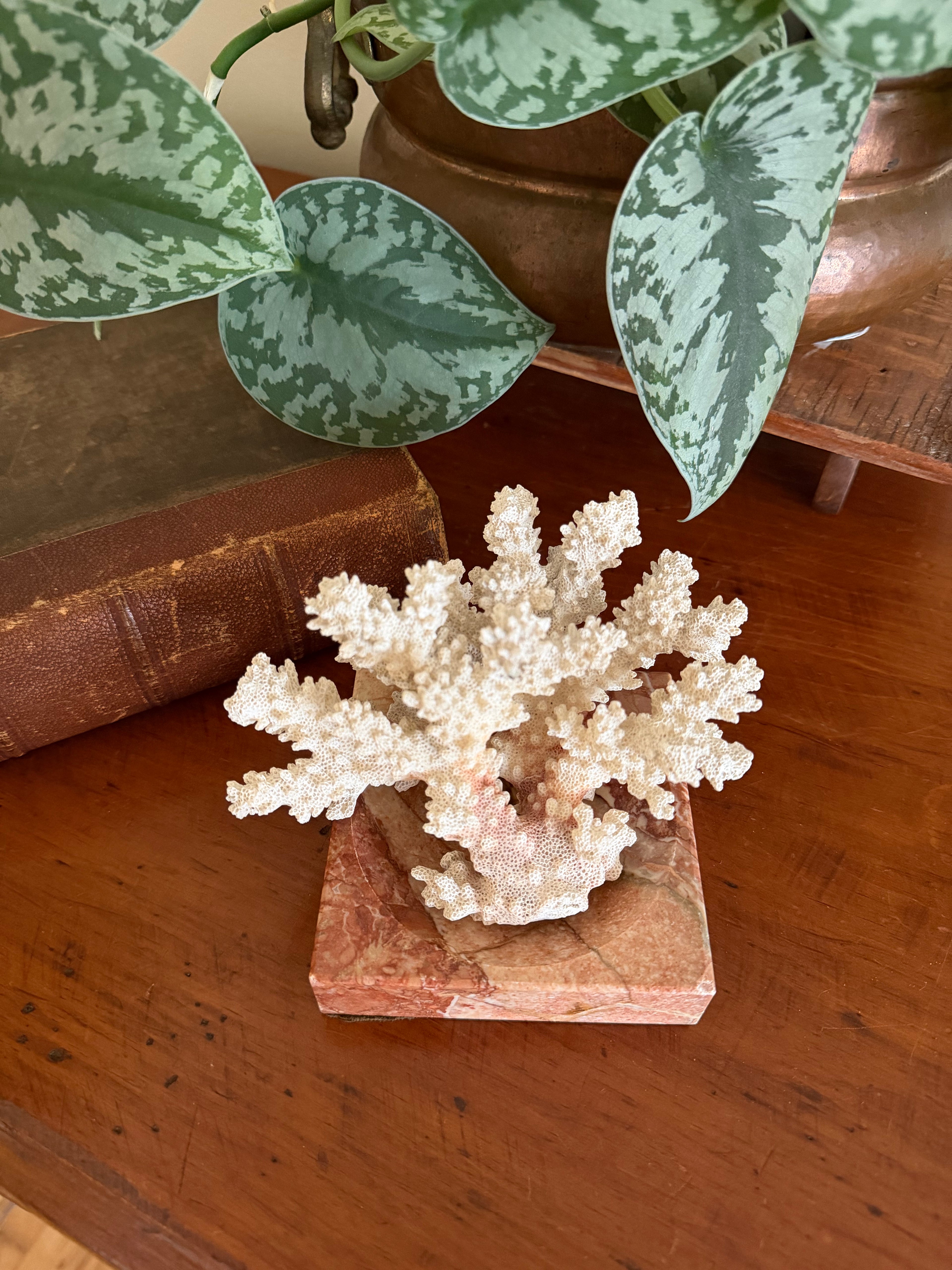 Natural Coral Specimen