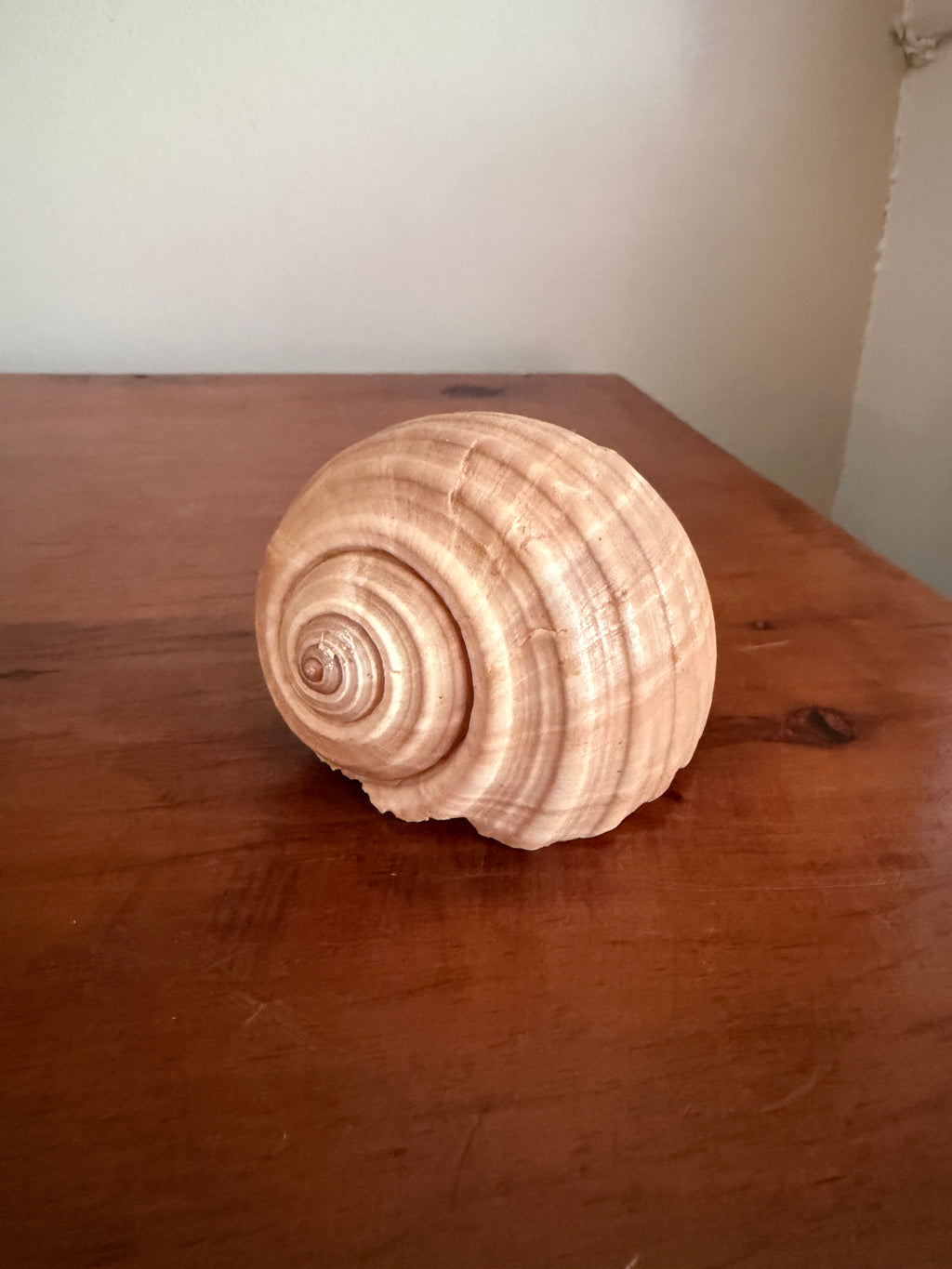 Shell Bundle (6 assorted)