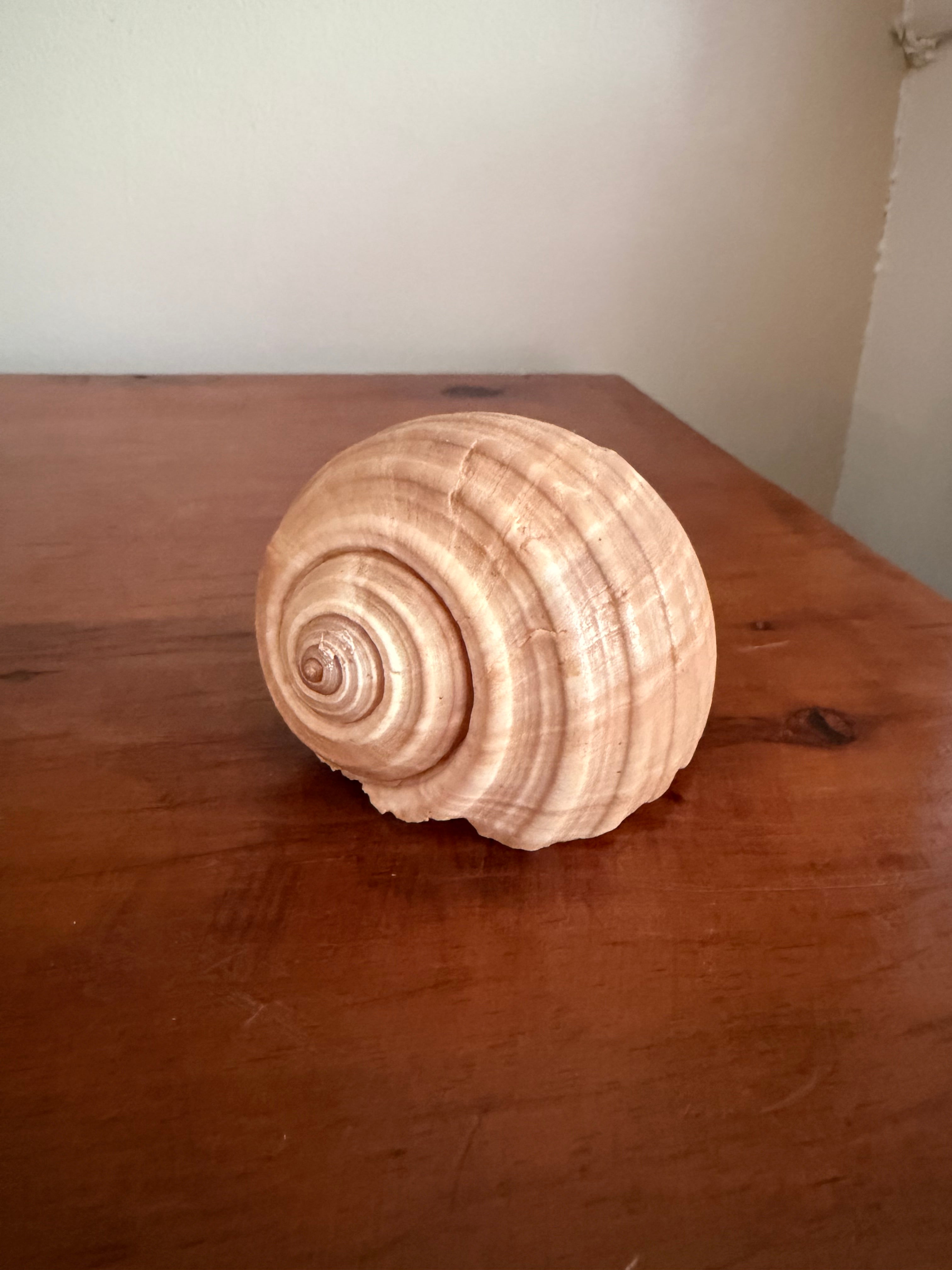 Shell Bundle (6 assorted)