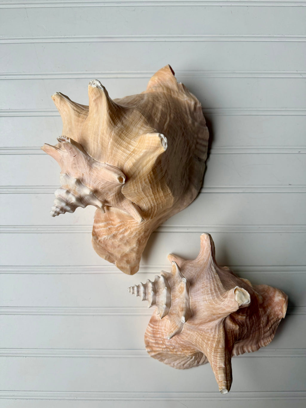 10.5 inch Queen Conch Shell