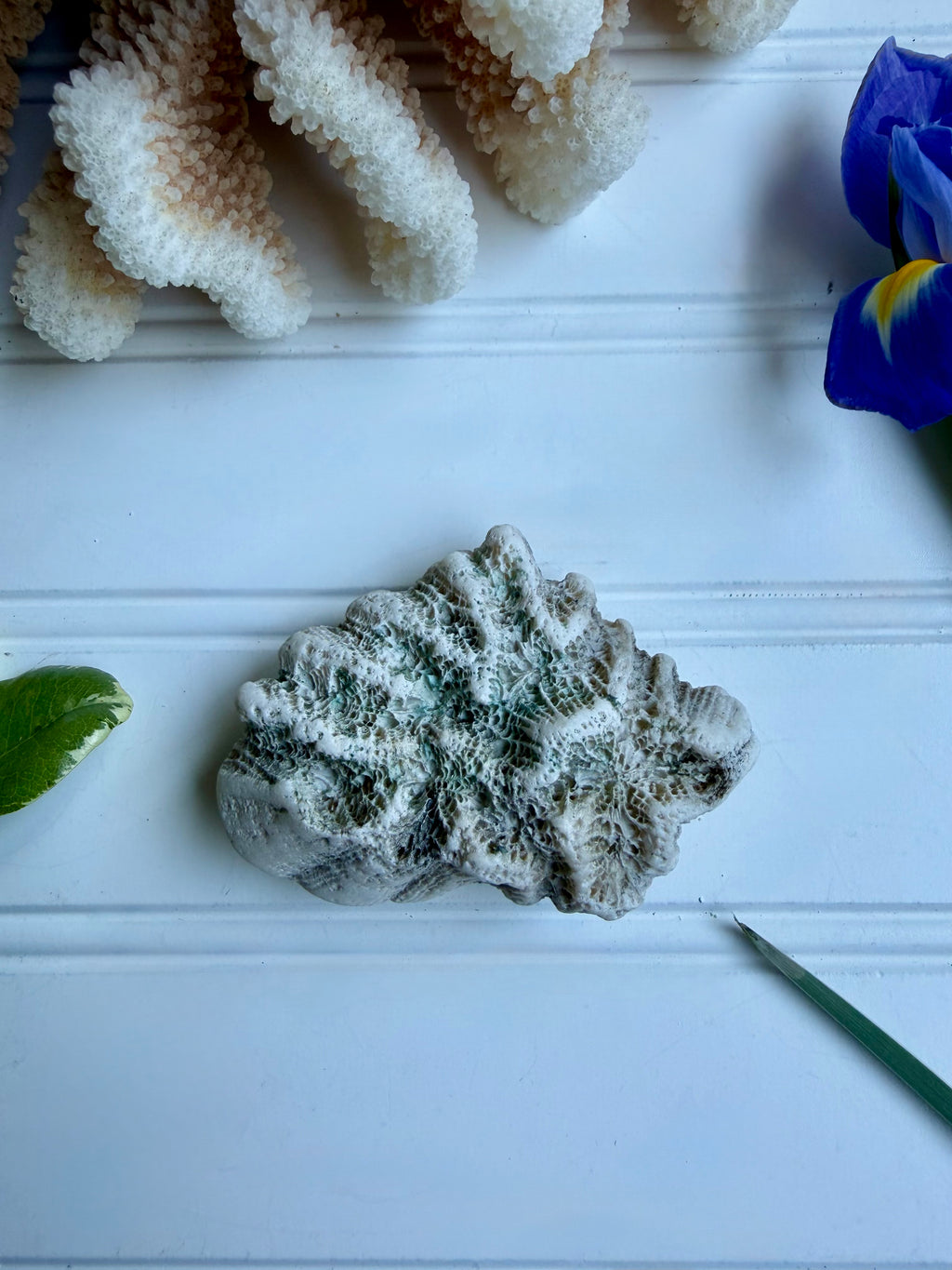 Small Brain Coral