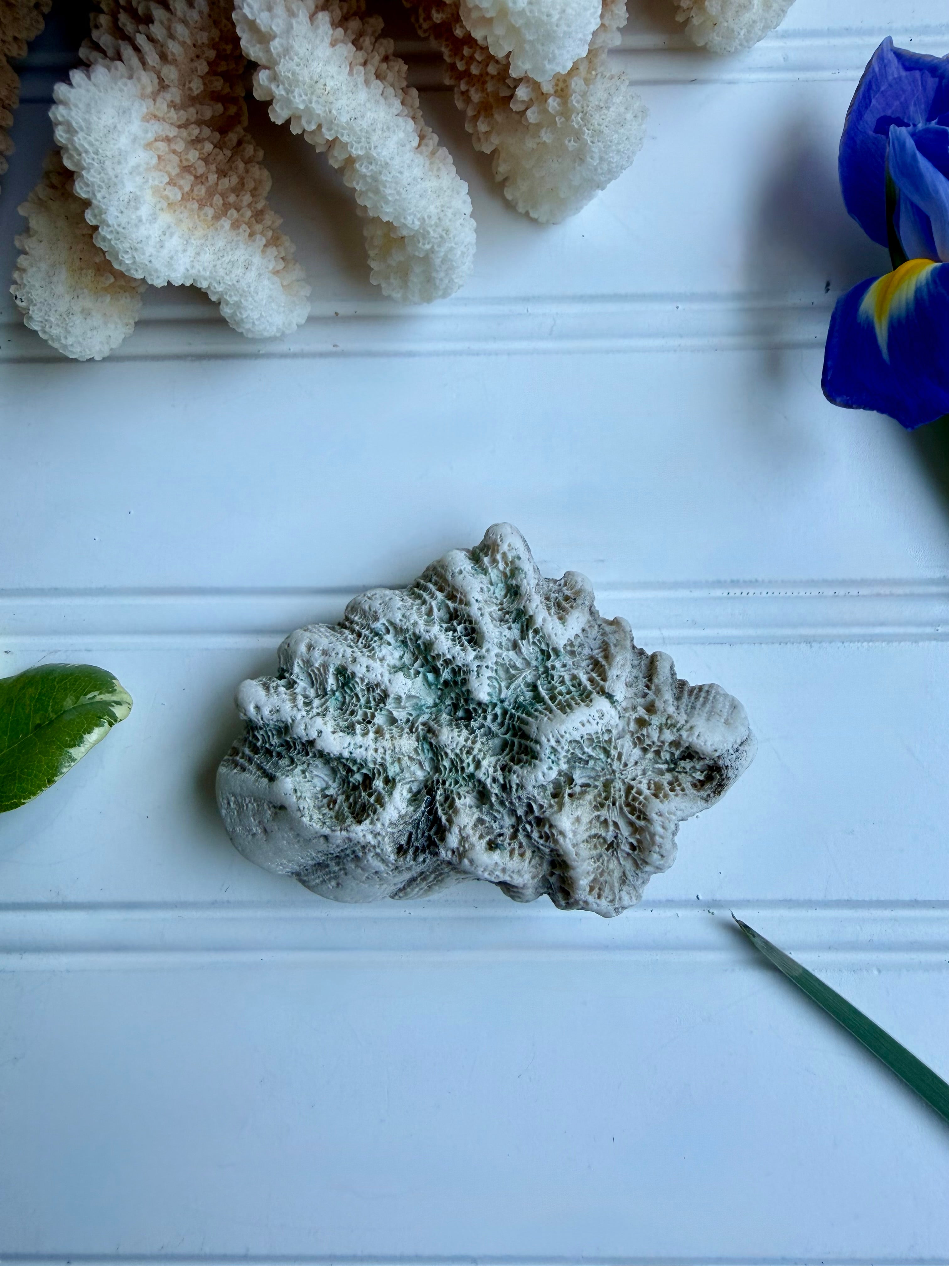 Small Brain Coral