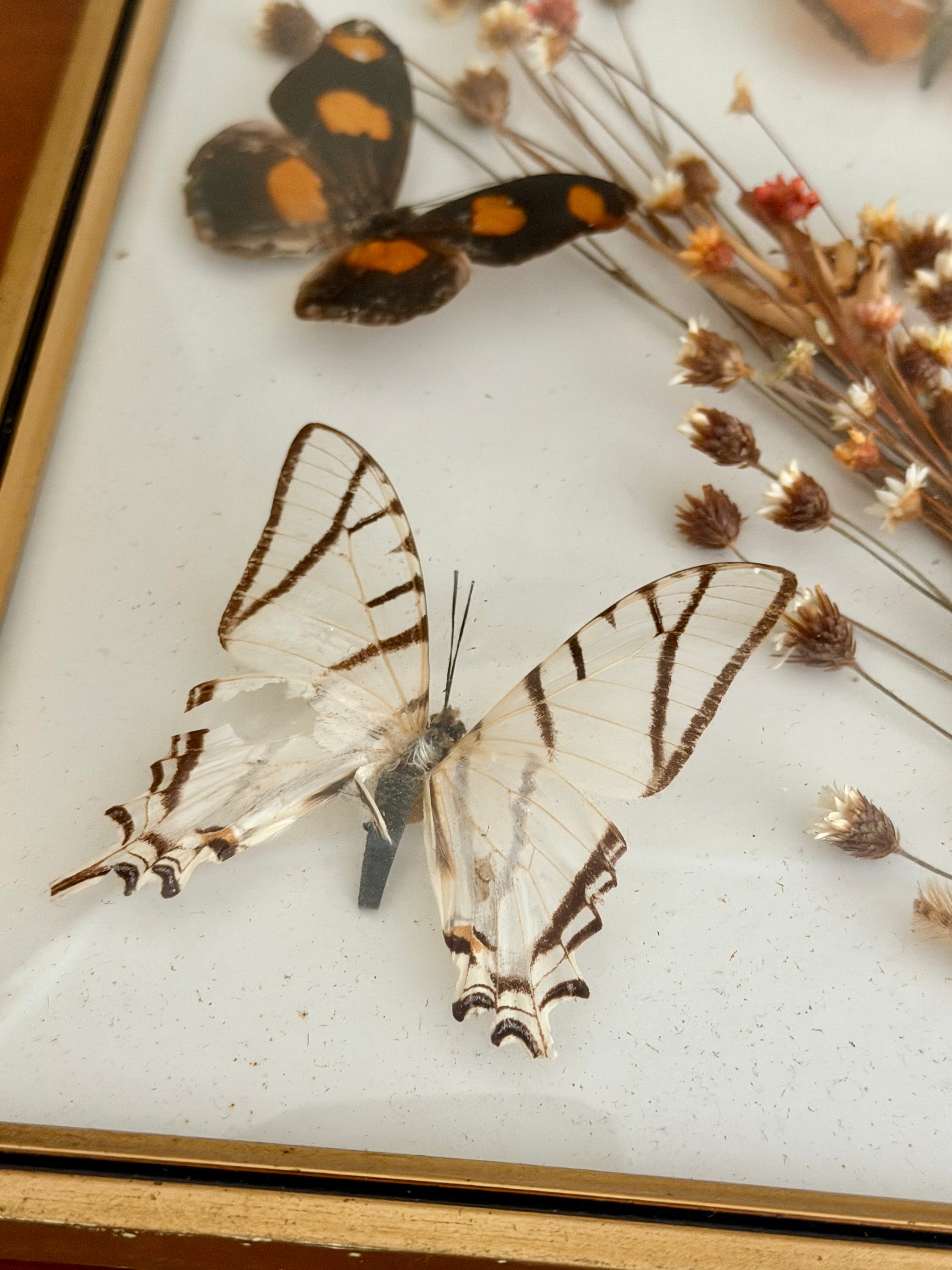 Framed Butterfly Specimens & Dried Florals
