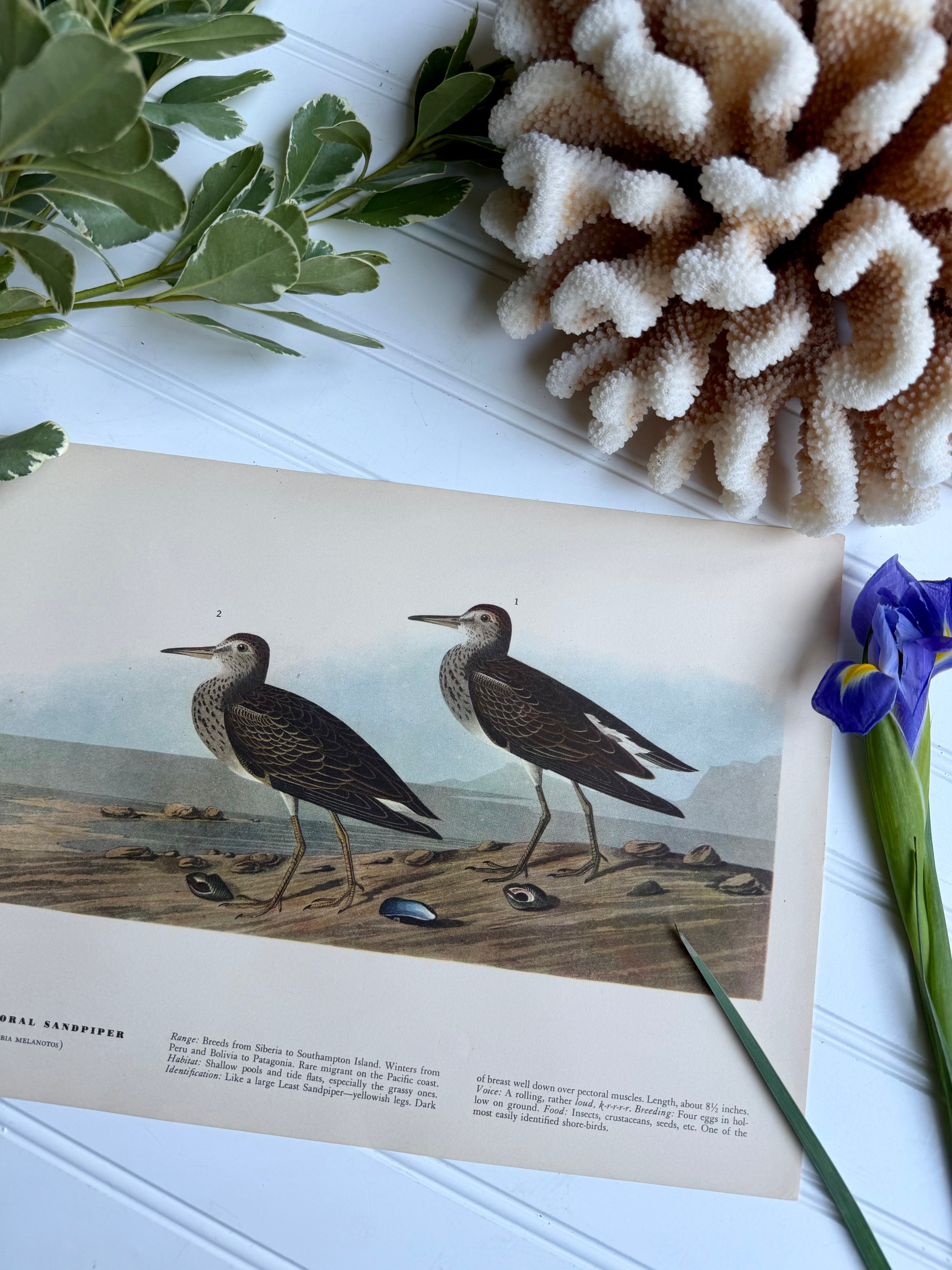 Audubon Print: Pectoral Sandpiper
