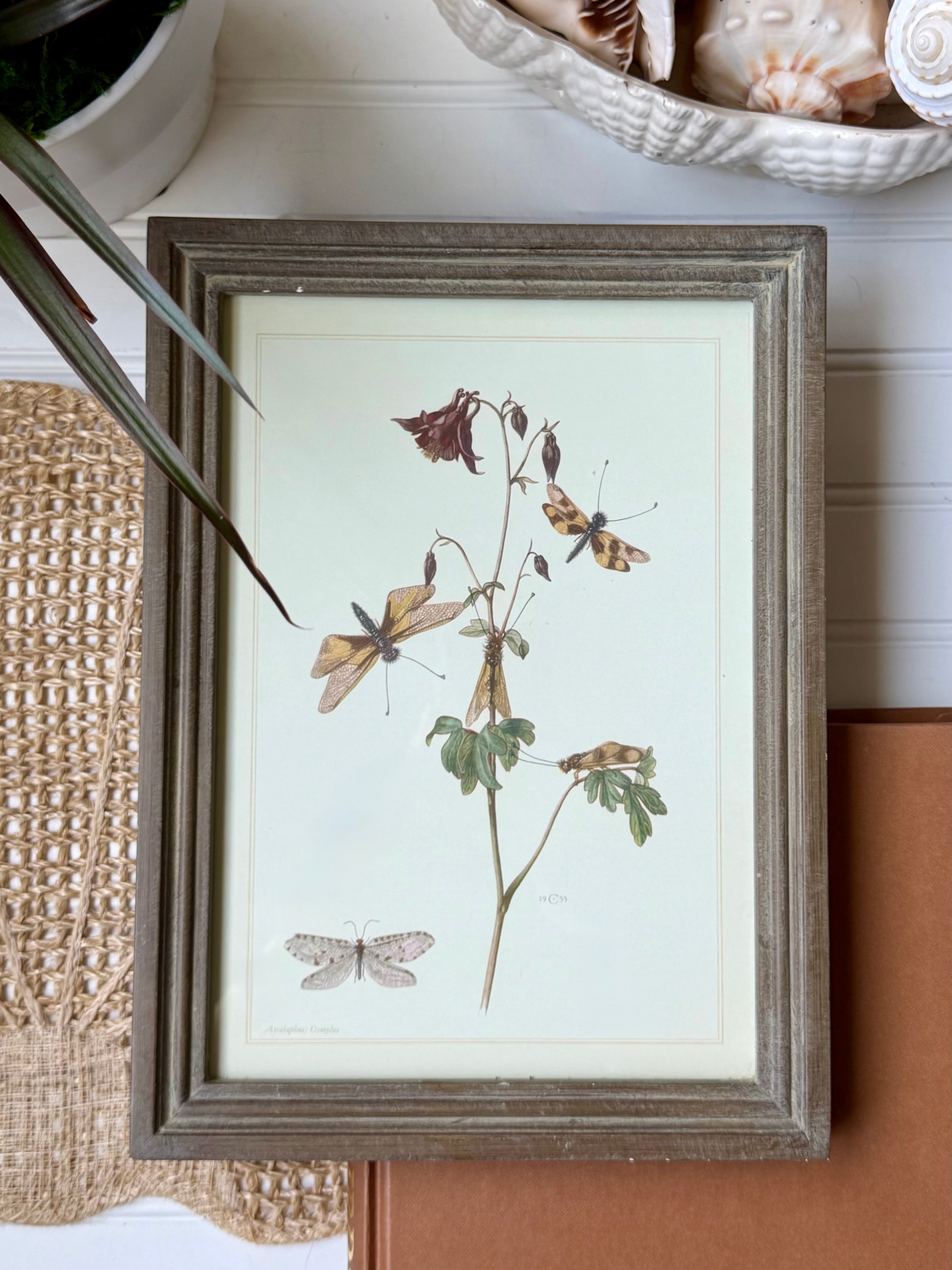 Vintage Framed Owlfly Print