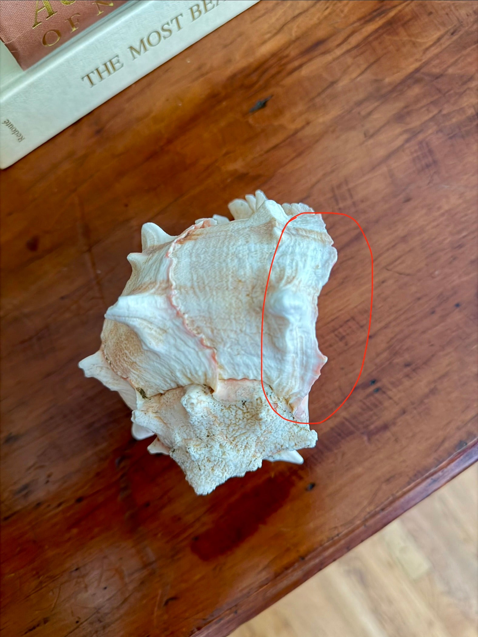 Pink-Mouthed Murex Seashell