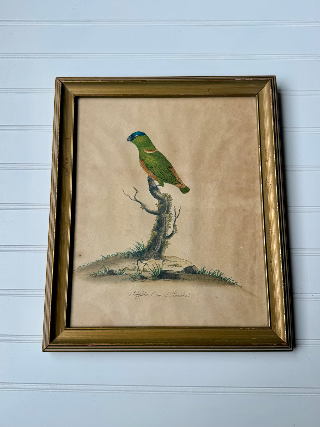 18th Century Sapphire Crowned Parakeet, Hand Colored Engraving
