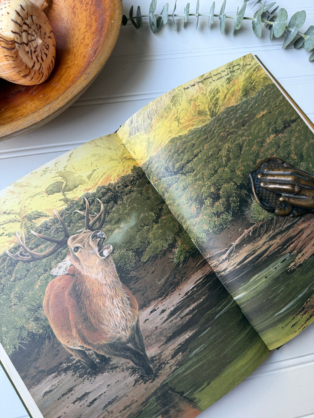Vintage Book: Keith Brockie’s Wild Life Sketchbook (1981) First Edition