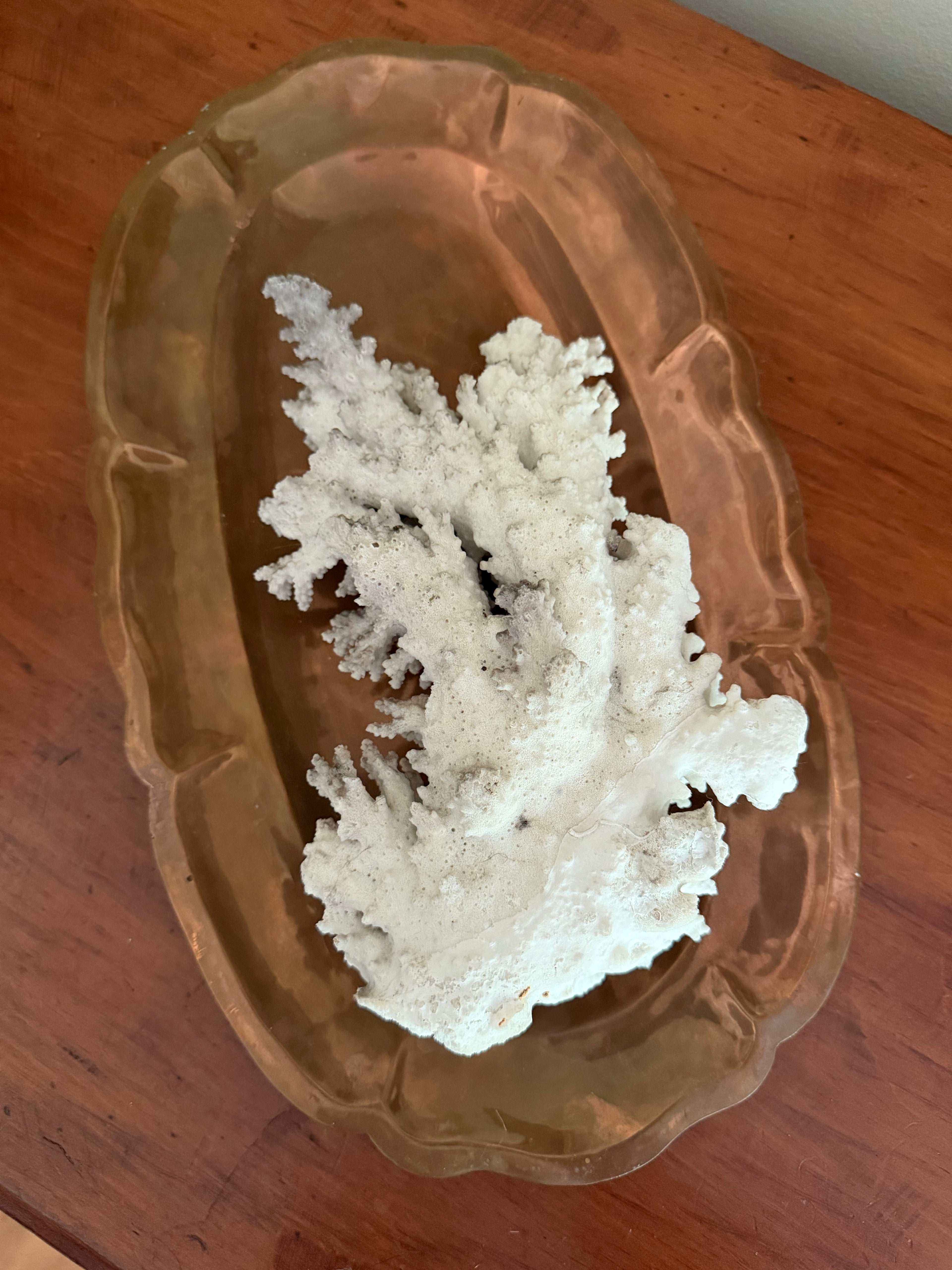 Coral Specimen