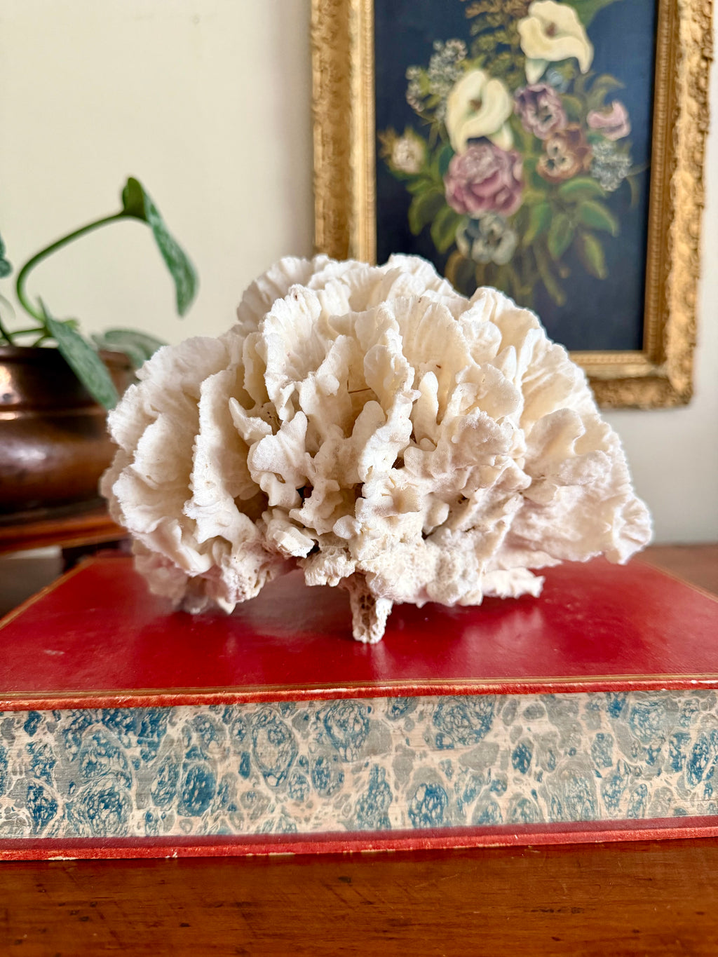 Coral Cluster