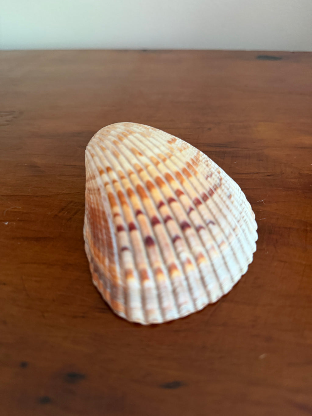 Shell Bundle (6 assorted)