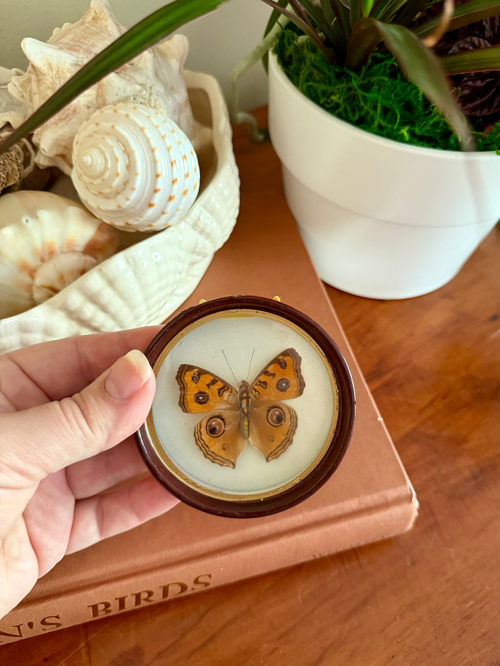 Vintage Framed Peacock Pansy Butterfly Specimen