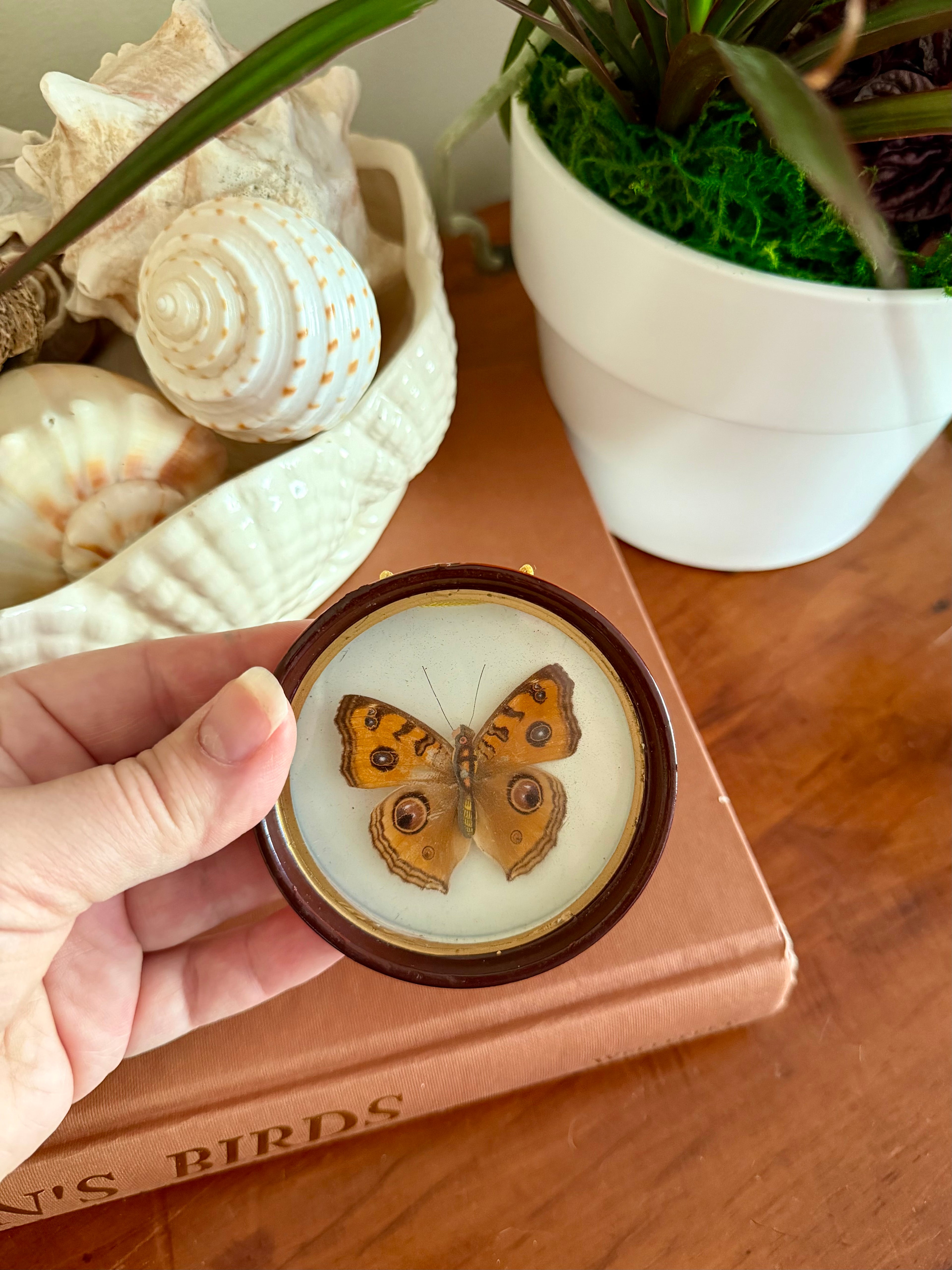 Vintage Framed Peacock Pansy Butterfly Specimen